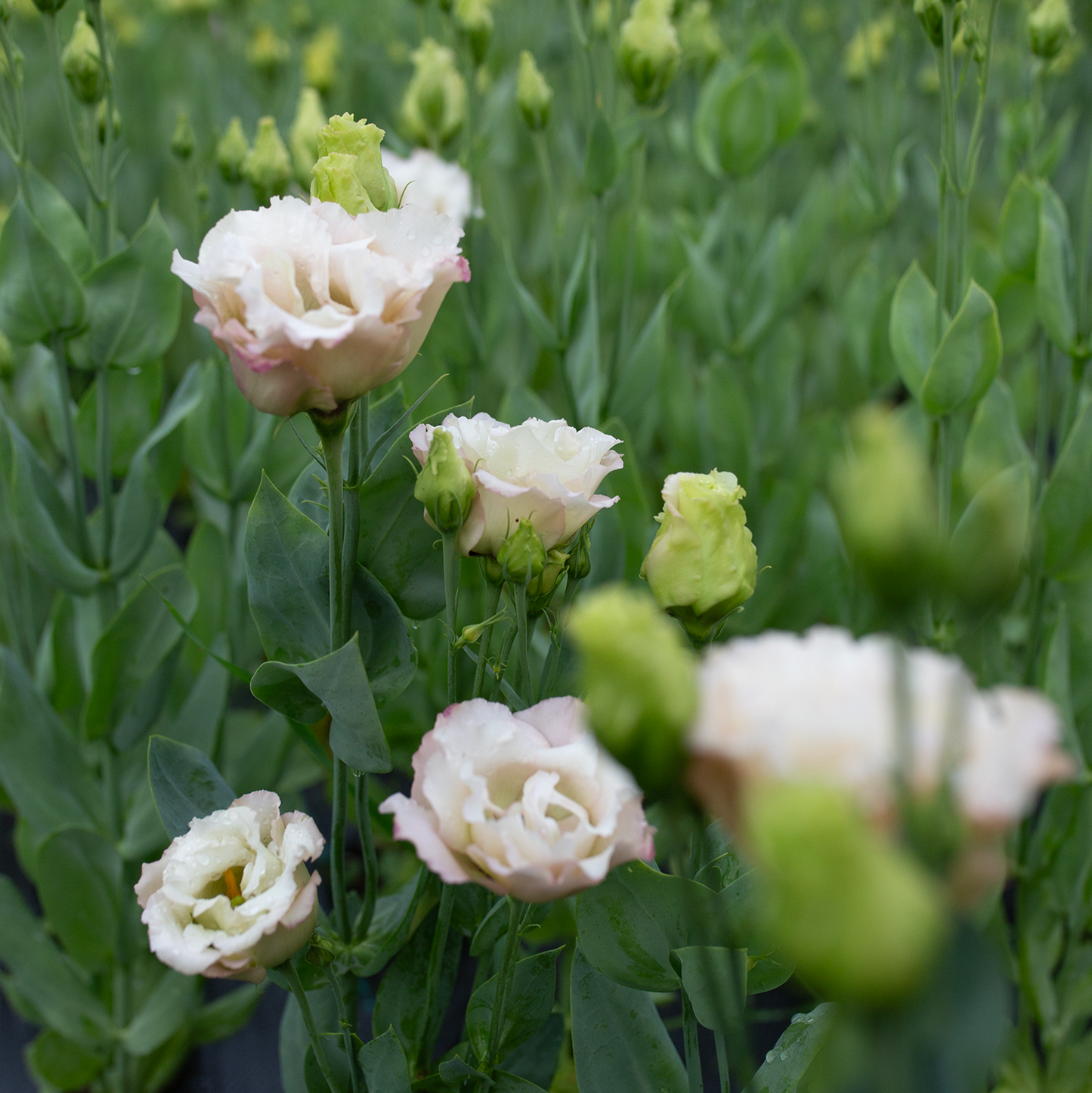 Lisianthus 'Beige Neo'