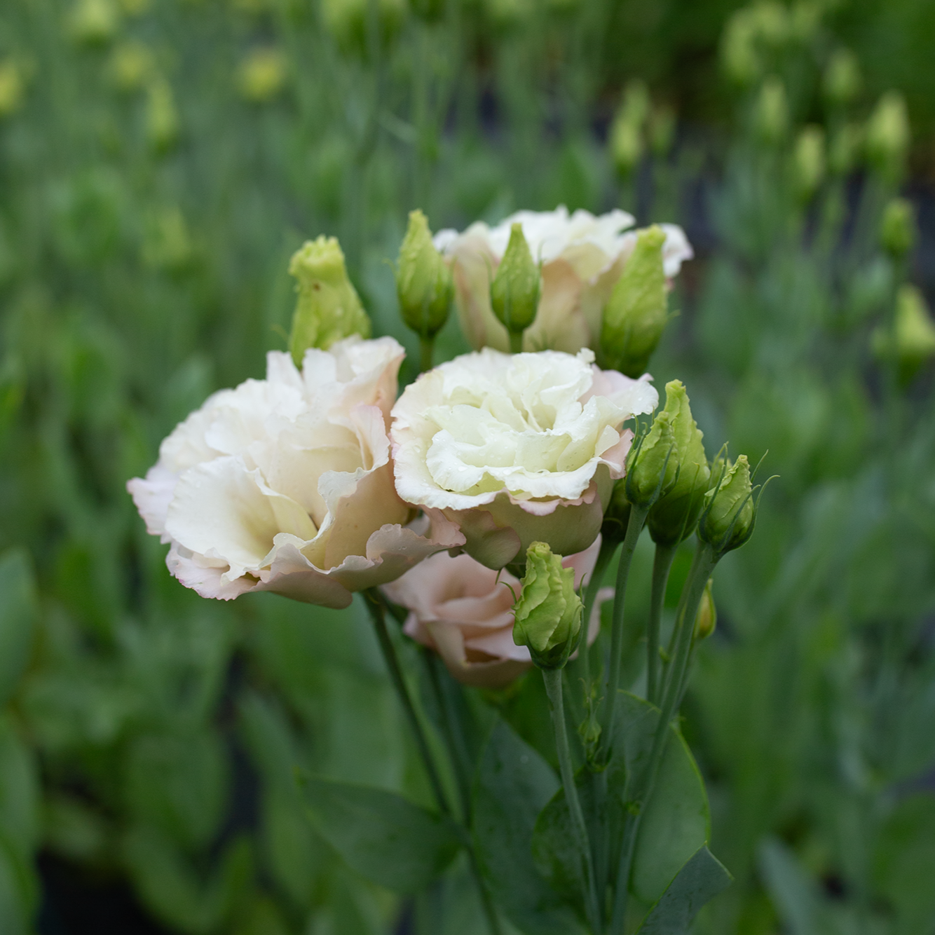 Lisianthus 'Beige Neo'
