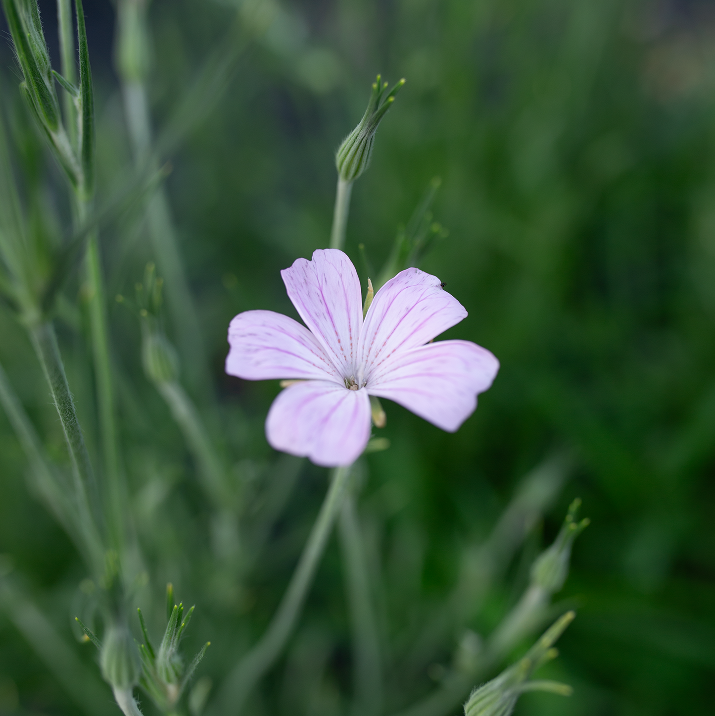 Corn Cockle 'Blush Whispers'