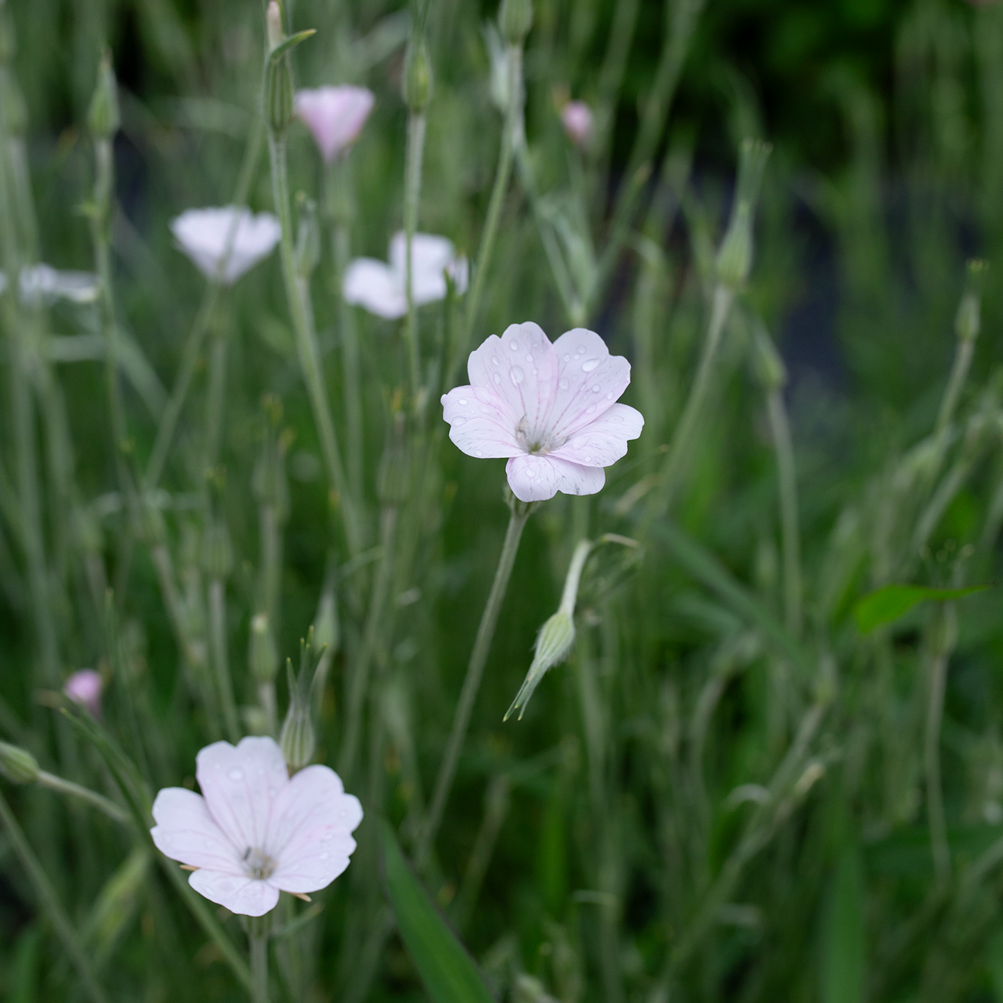 Corn Cockle 'Blush Whispers'