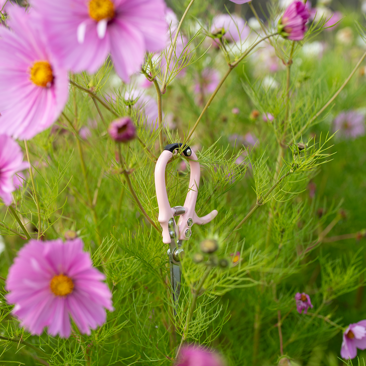 Flower Snips 'Blushed'