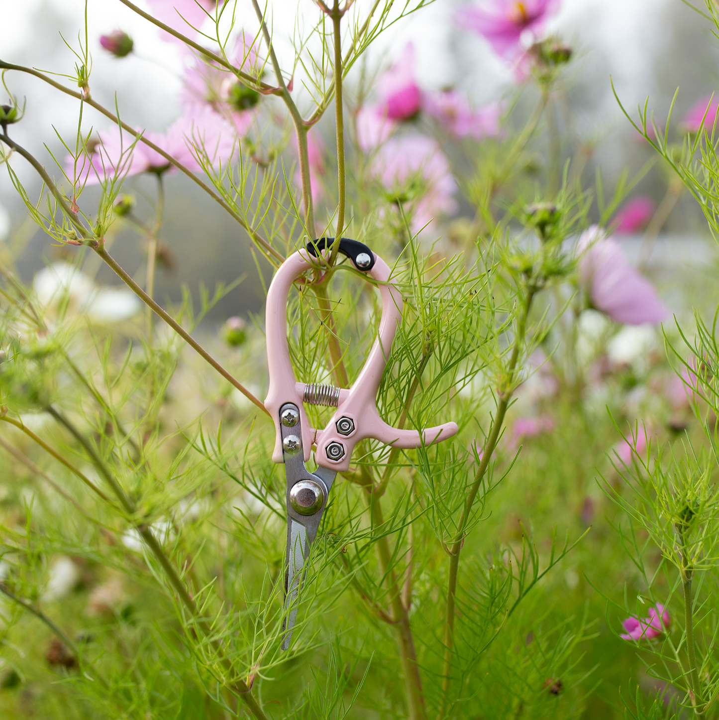 Flower Snips 'Blushed'