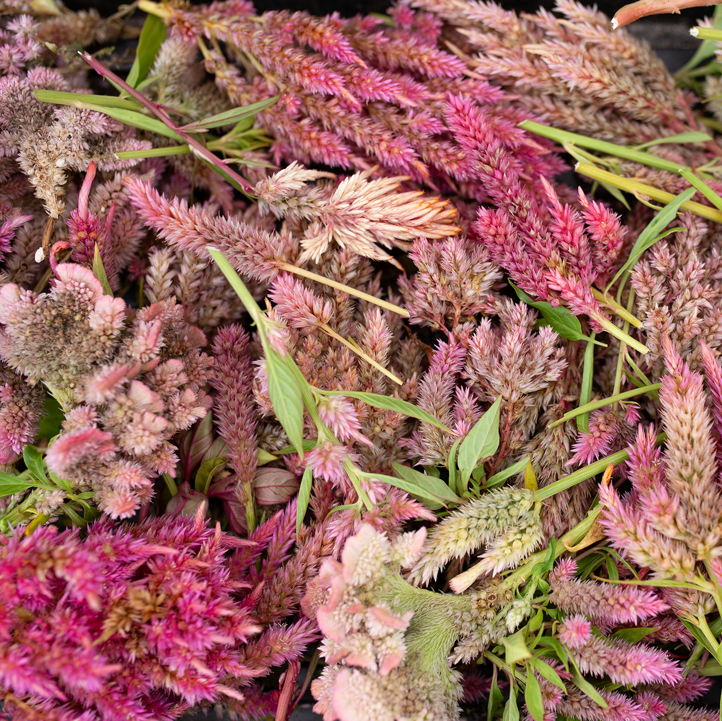 Celosia 'Sunset Serenade'