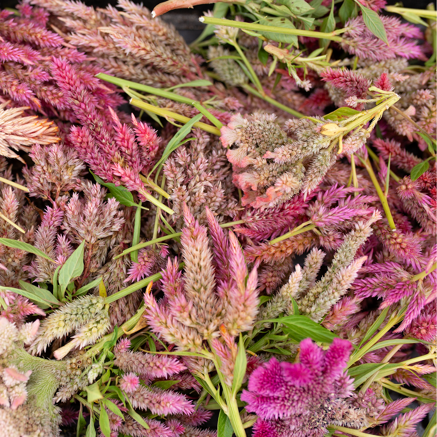 Celosia 'Sunset Serenade'