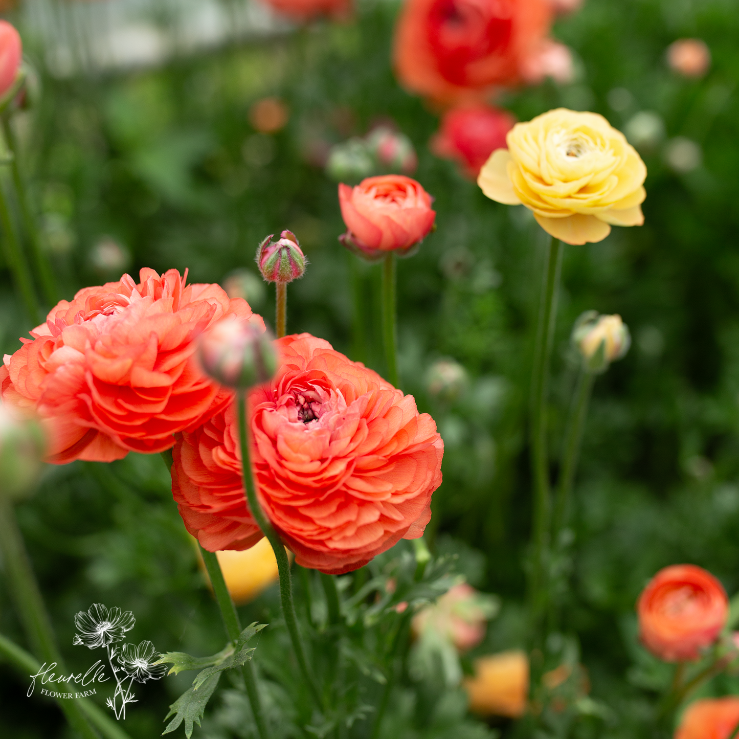 Ranunculus 'Champagne'
