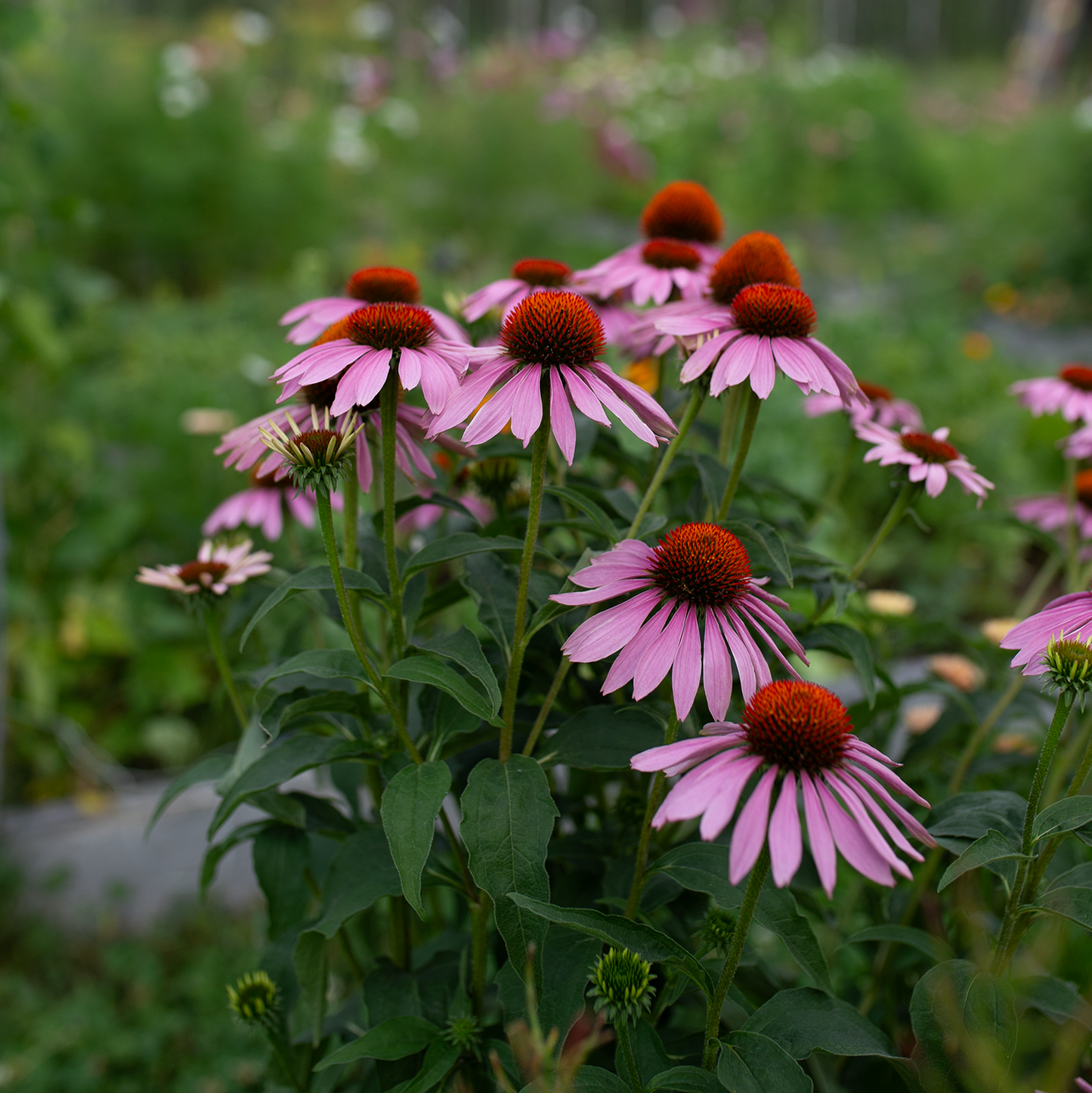 Echinacea 'Purple'