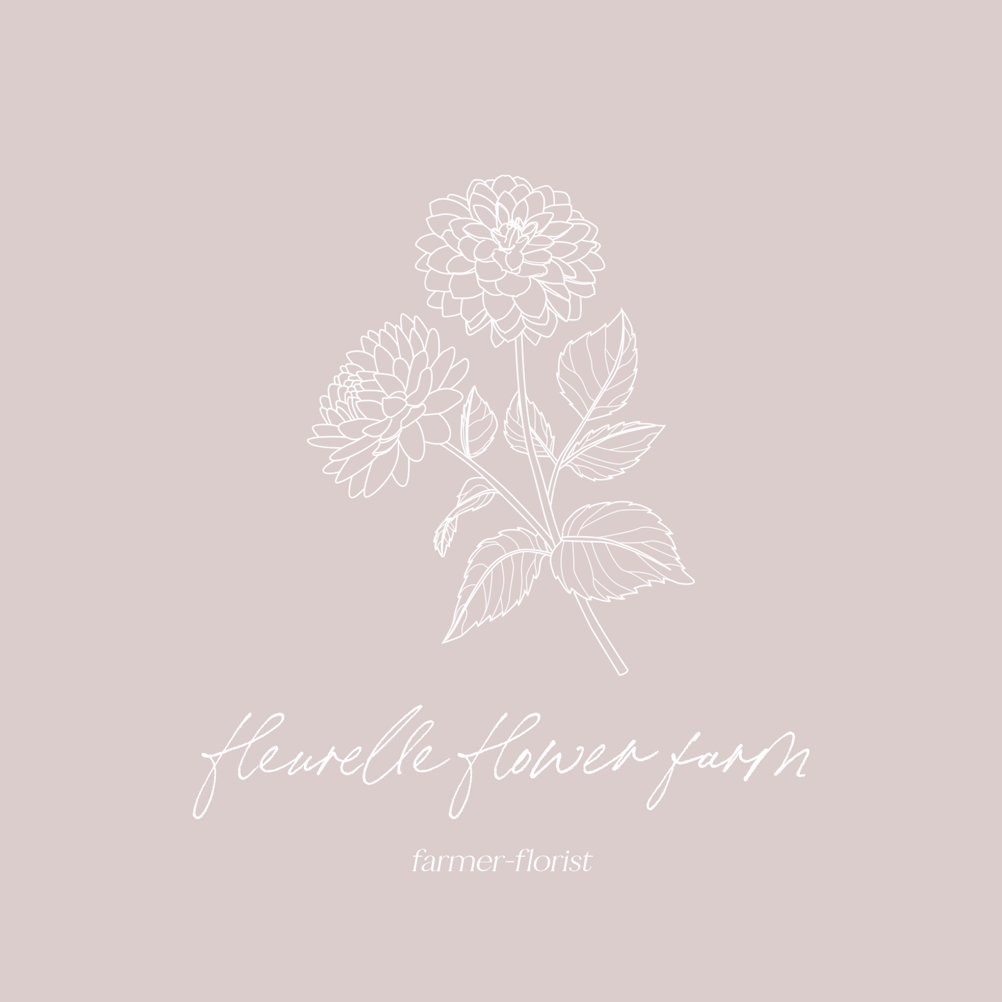 Dahlia Cutting 'Glenmarc Connie'