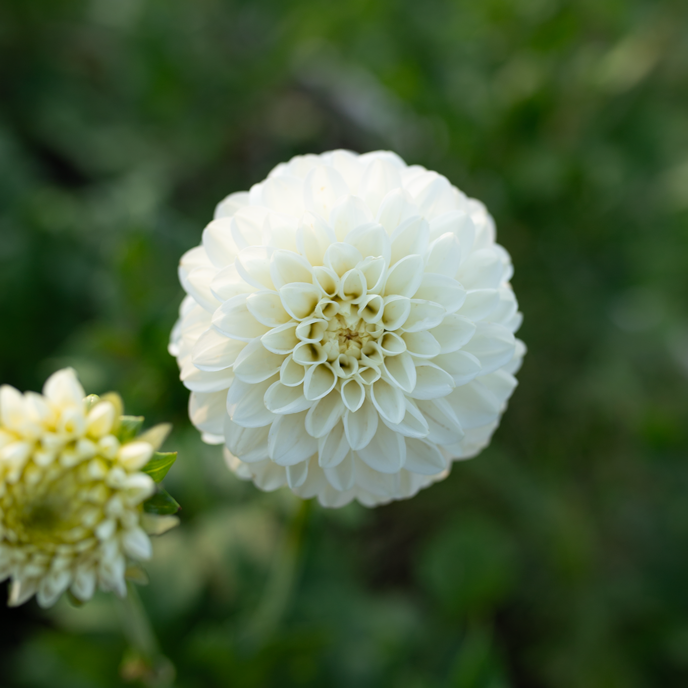 Dahlia 'Ferncliff Artica' – Fleurelle Flower Farm