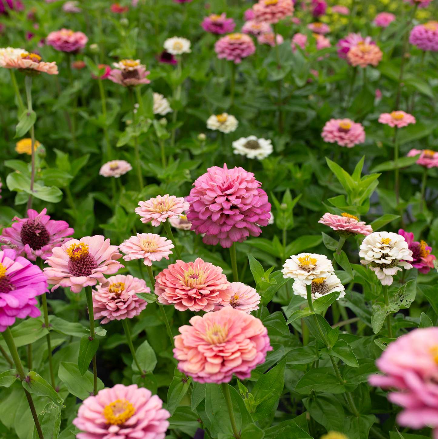 Zinnia 'Fleurelle's Field Blend'