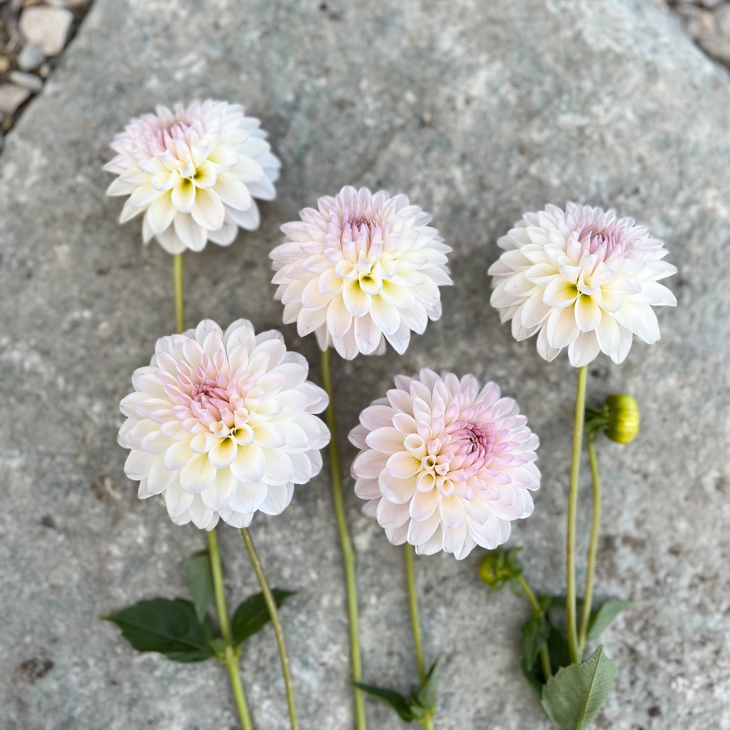 Dahlia 'Tahoma Stellar Feller'