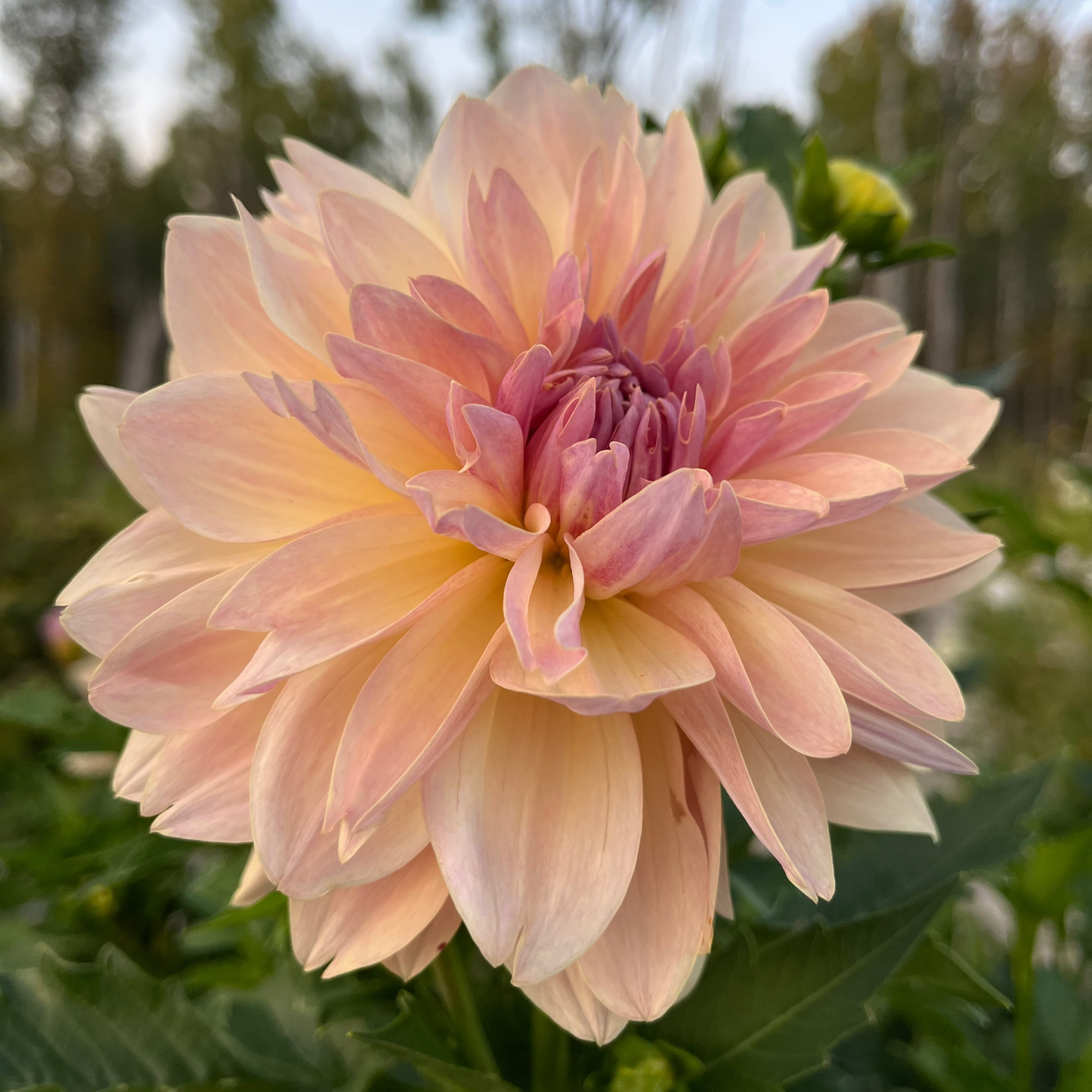 Dahlia 'Joel's Favourite'