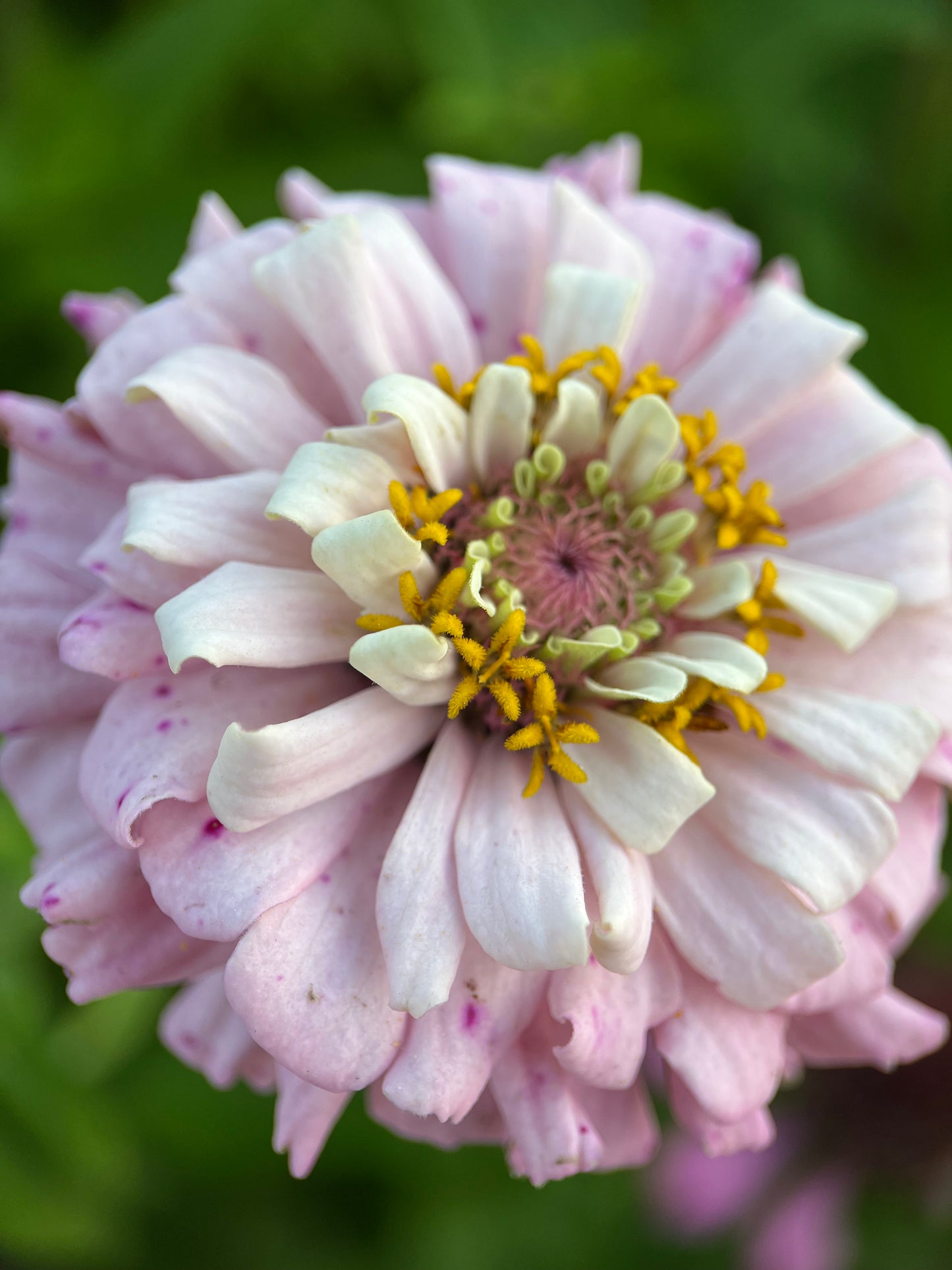 Zinnia 'Ballet Blush'