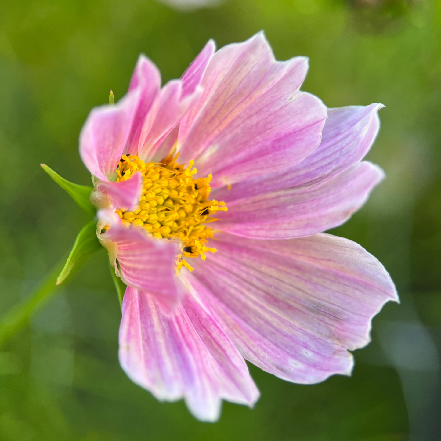 Cosmos 'Fleurelle's Field Blend'