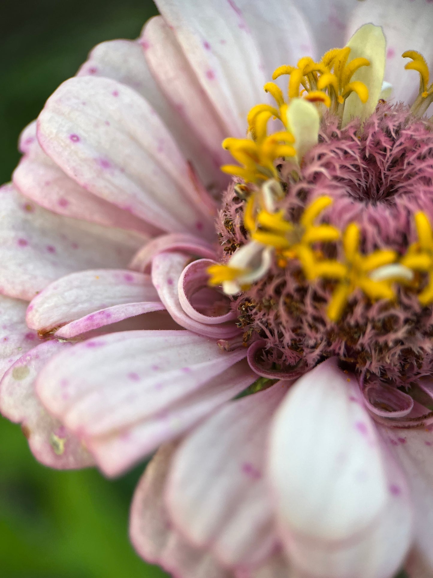 Zinnia 'Ballet Blush'