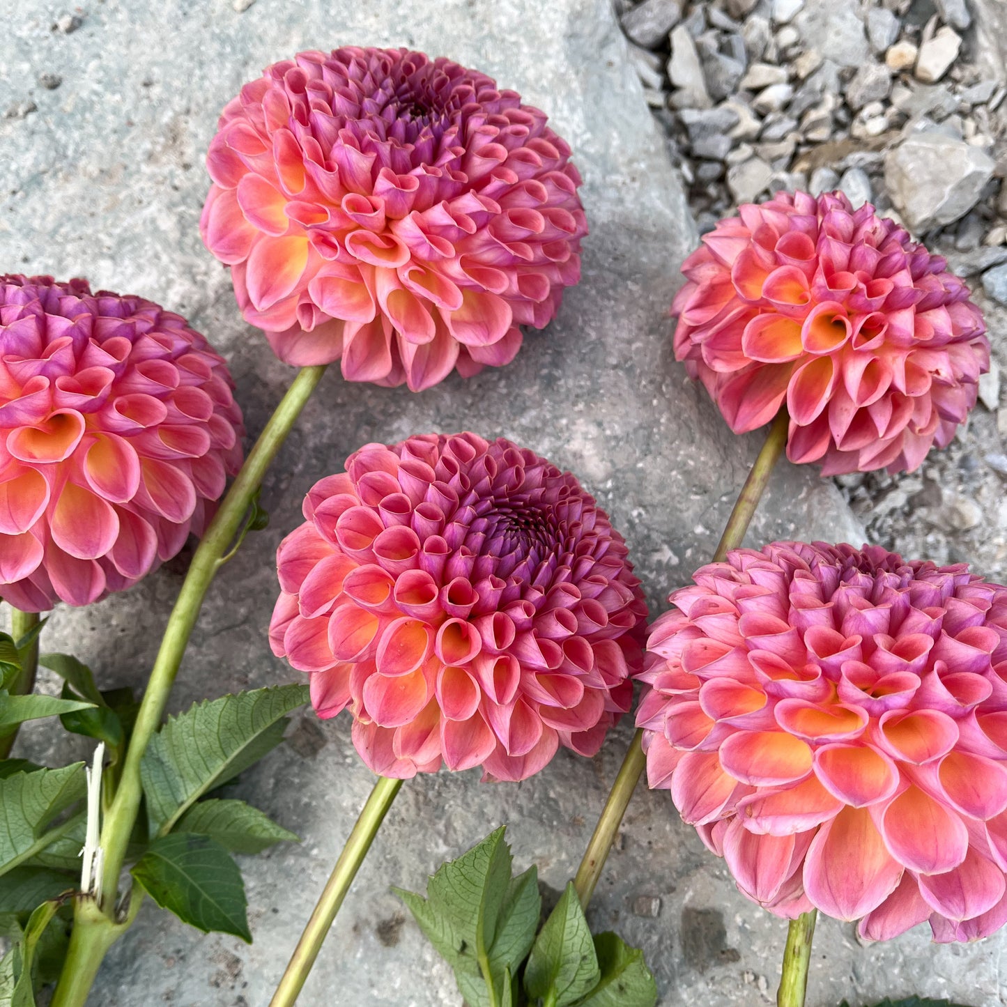 Dahlia 'Jowey Winnie'