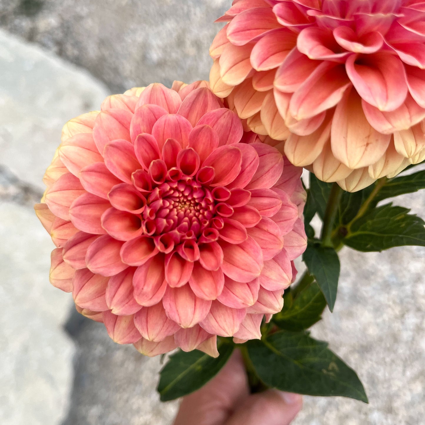 Dahlia 'Rose Toscano'