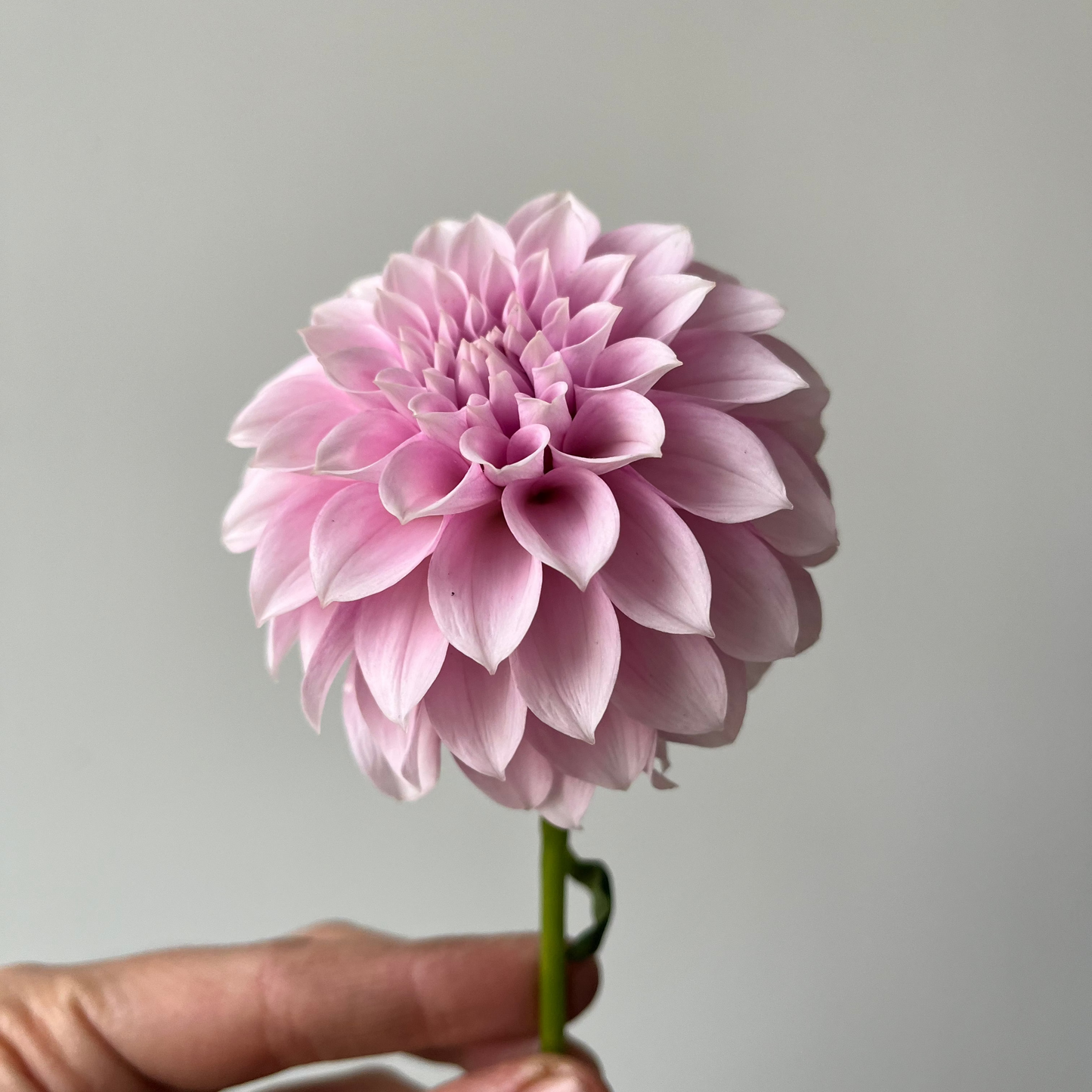 Dahlia 'Levi's Confessor'