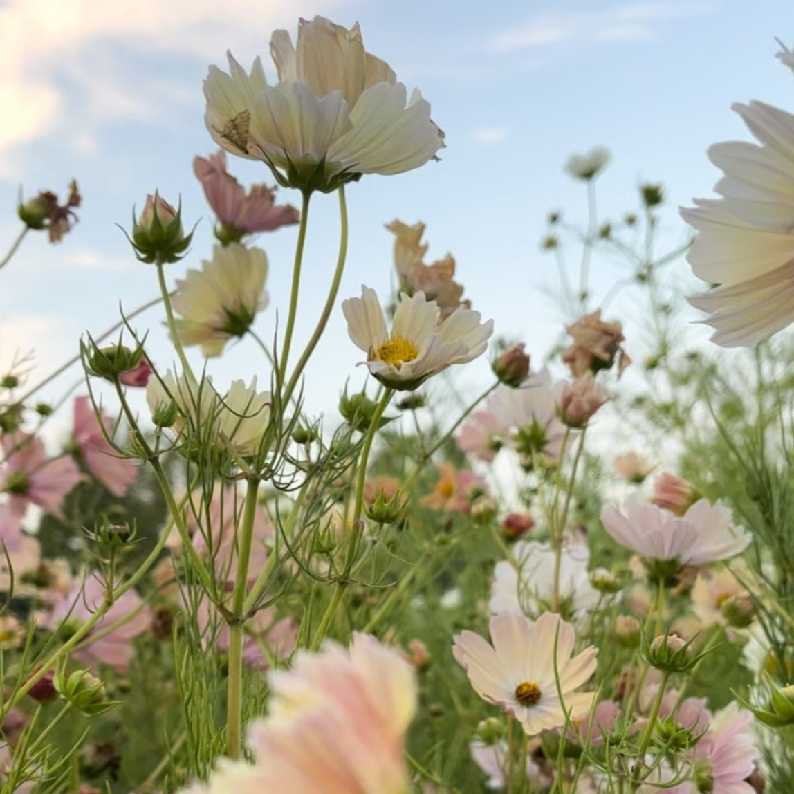 Cosmos 'Fleurelle's Field Blend'