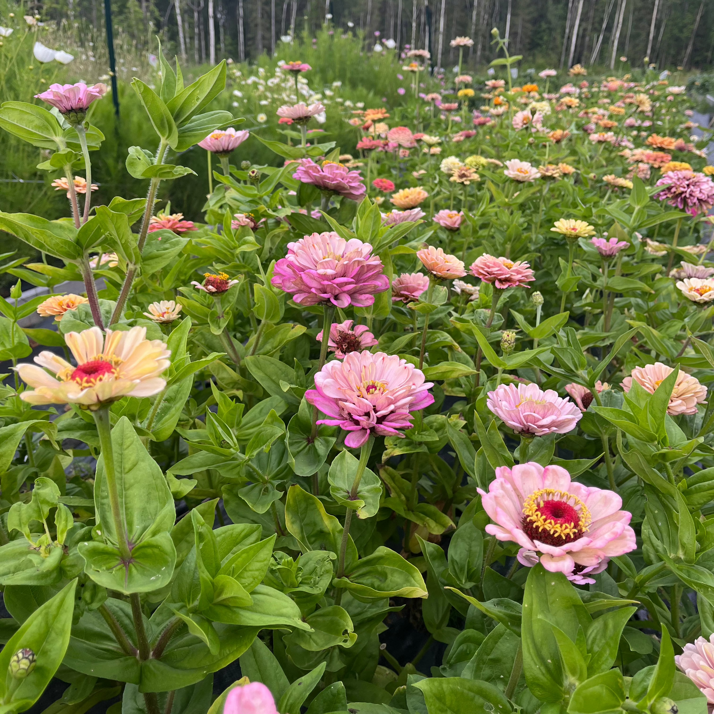 Zinnia 'Rich Pastels'