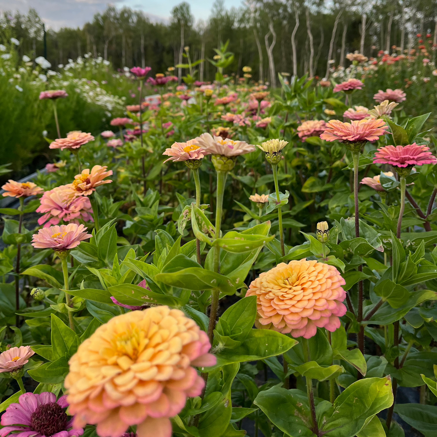 Zinnia 'Rich Pastels'