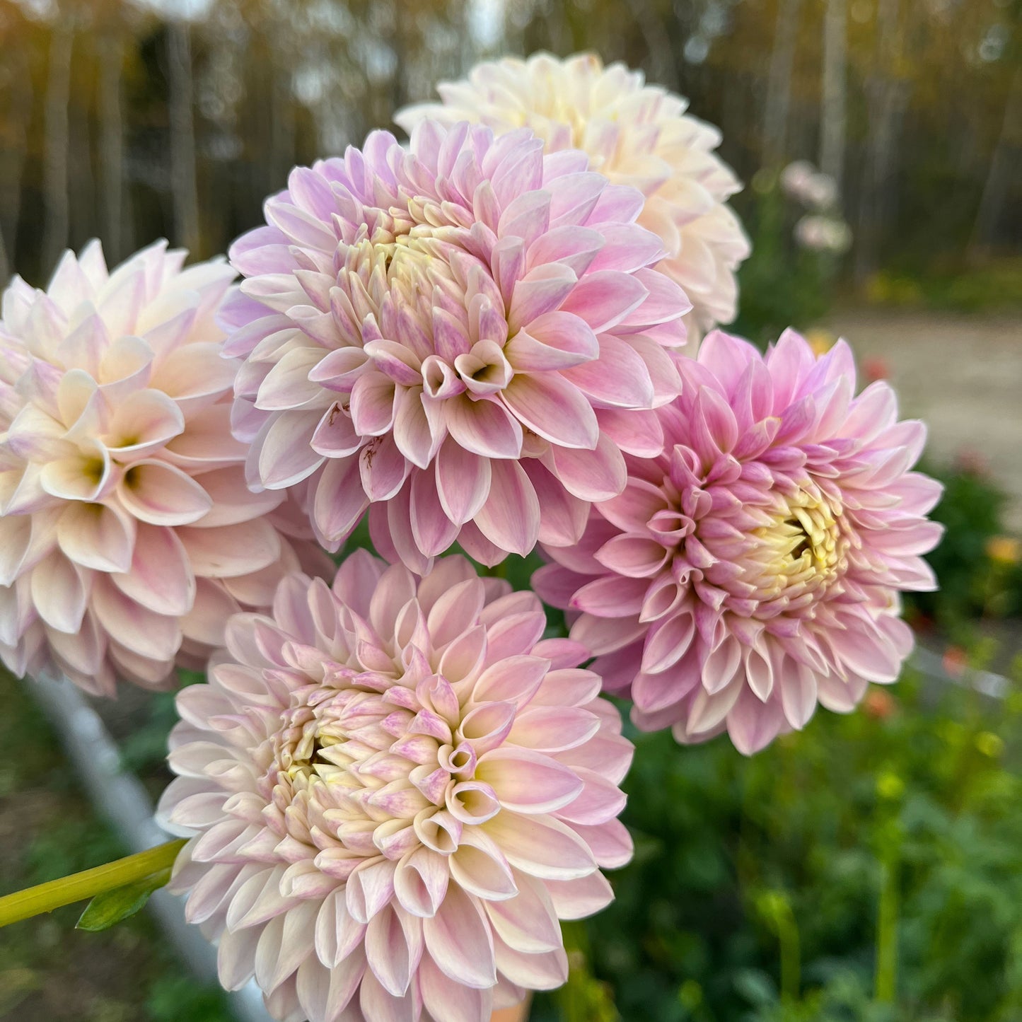 Dahlia 'Tahoma Kelli'