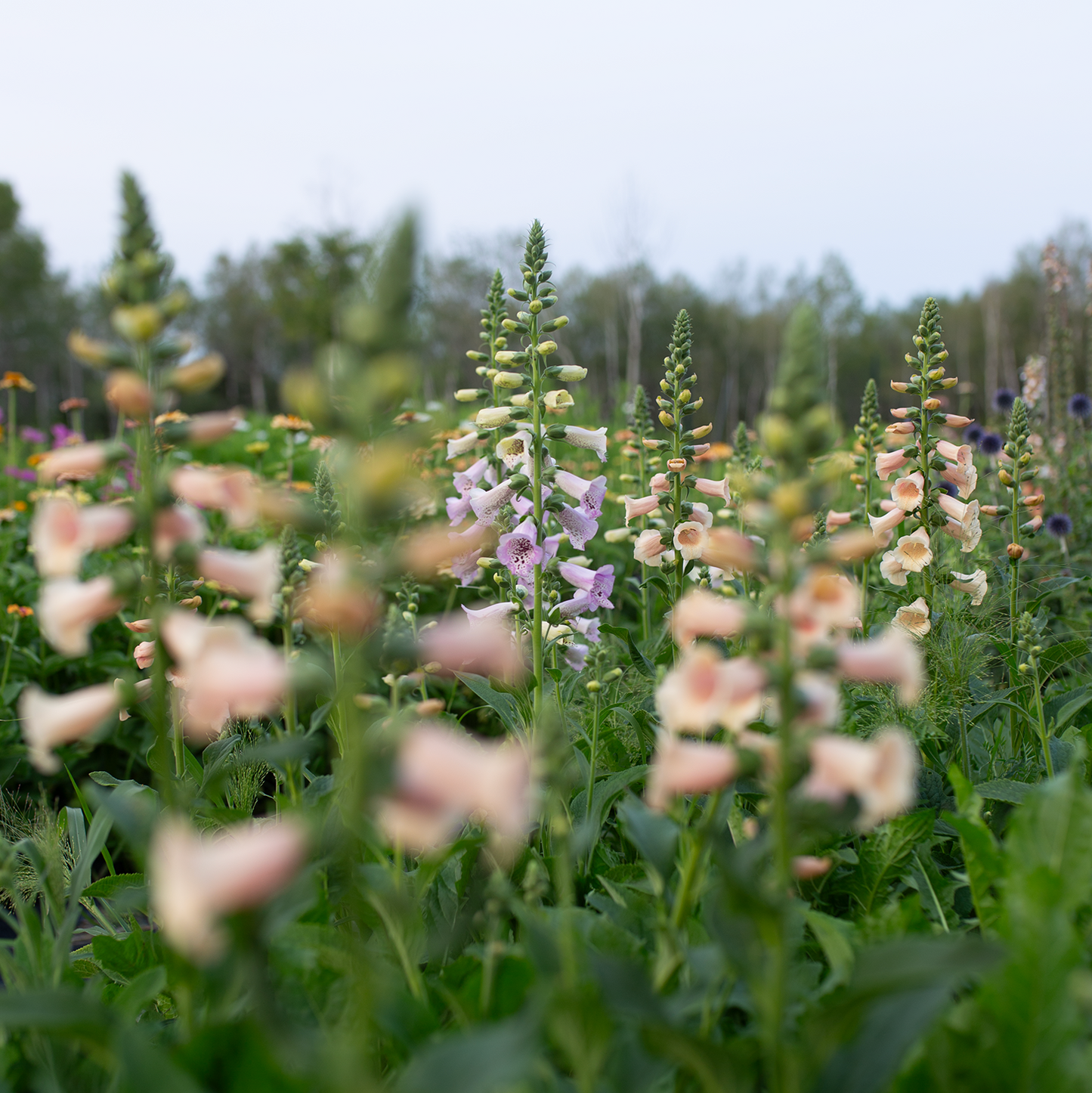 Foxgloves 'Fairytale'