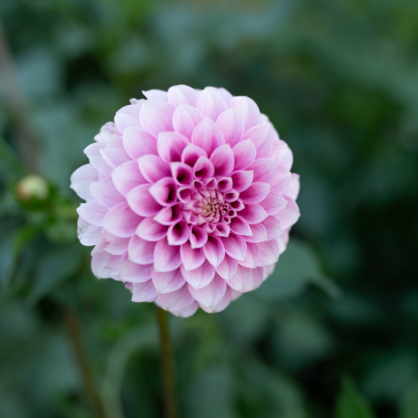 Dahlia 'Levi's Confessor'
