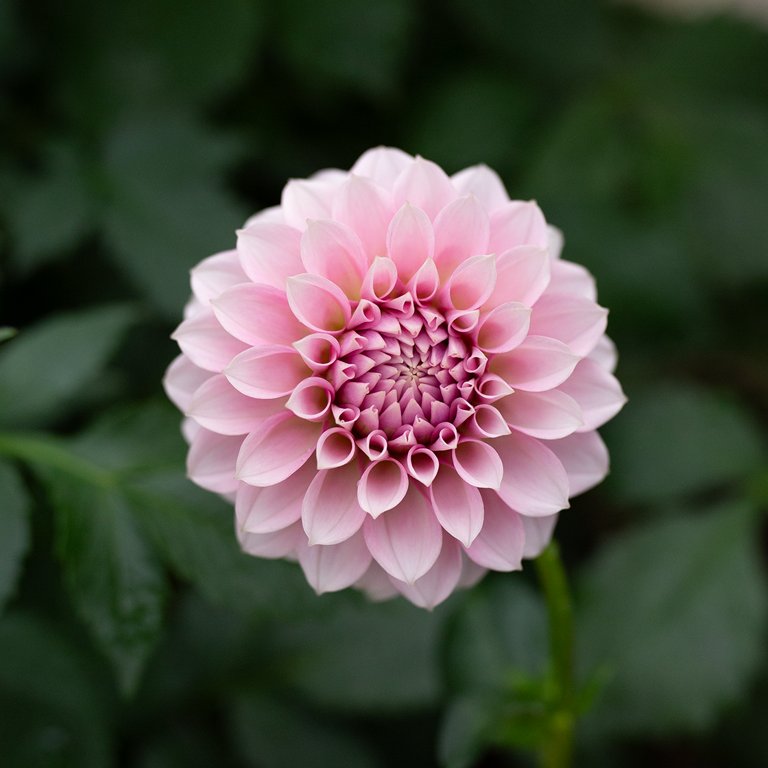 Dahlia Cutting 'Levi's Confessor'