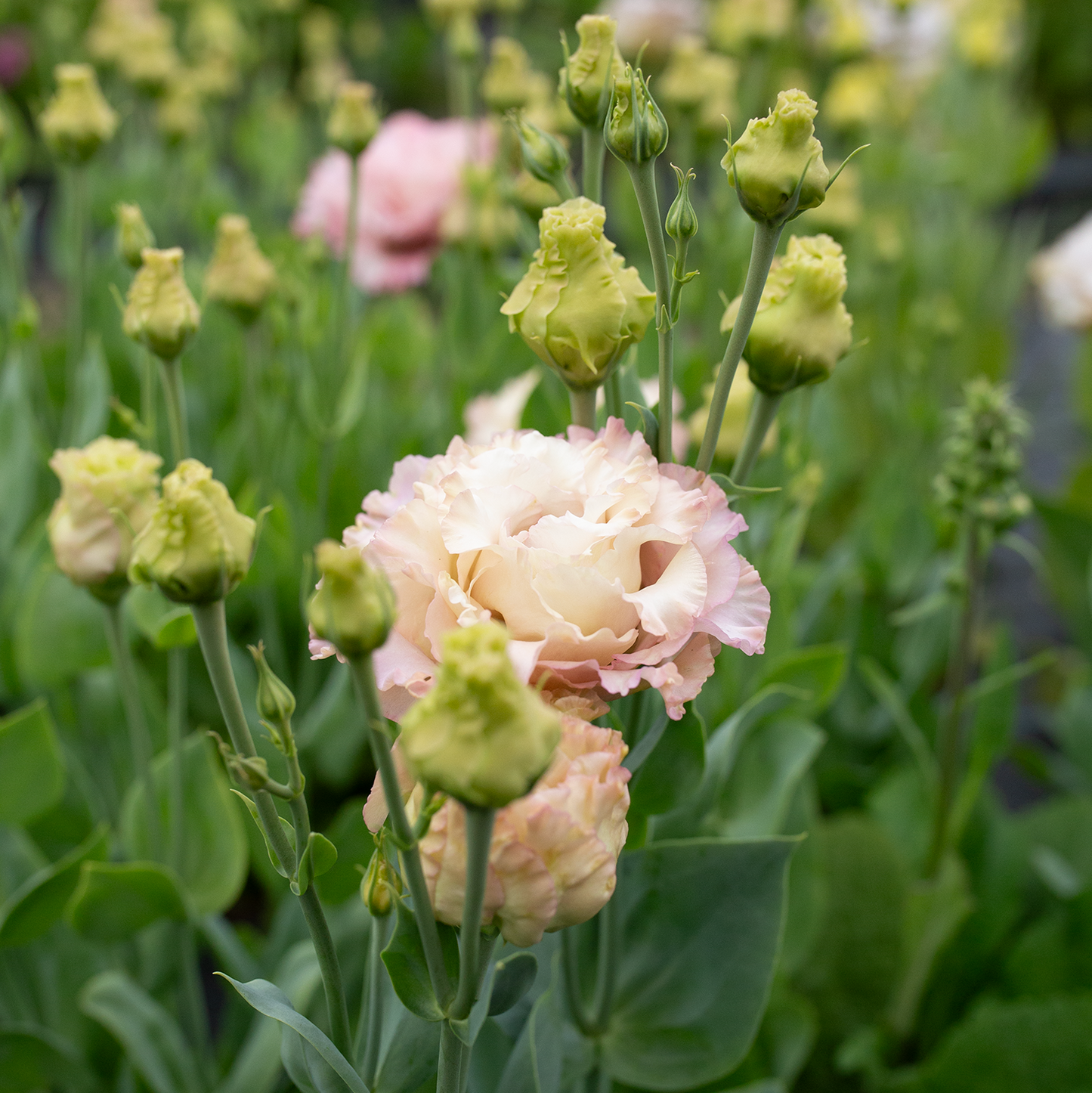 Lisianthus 'Madonna'