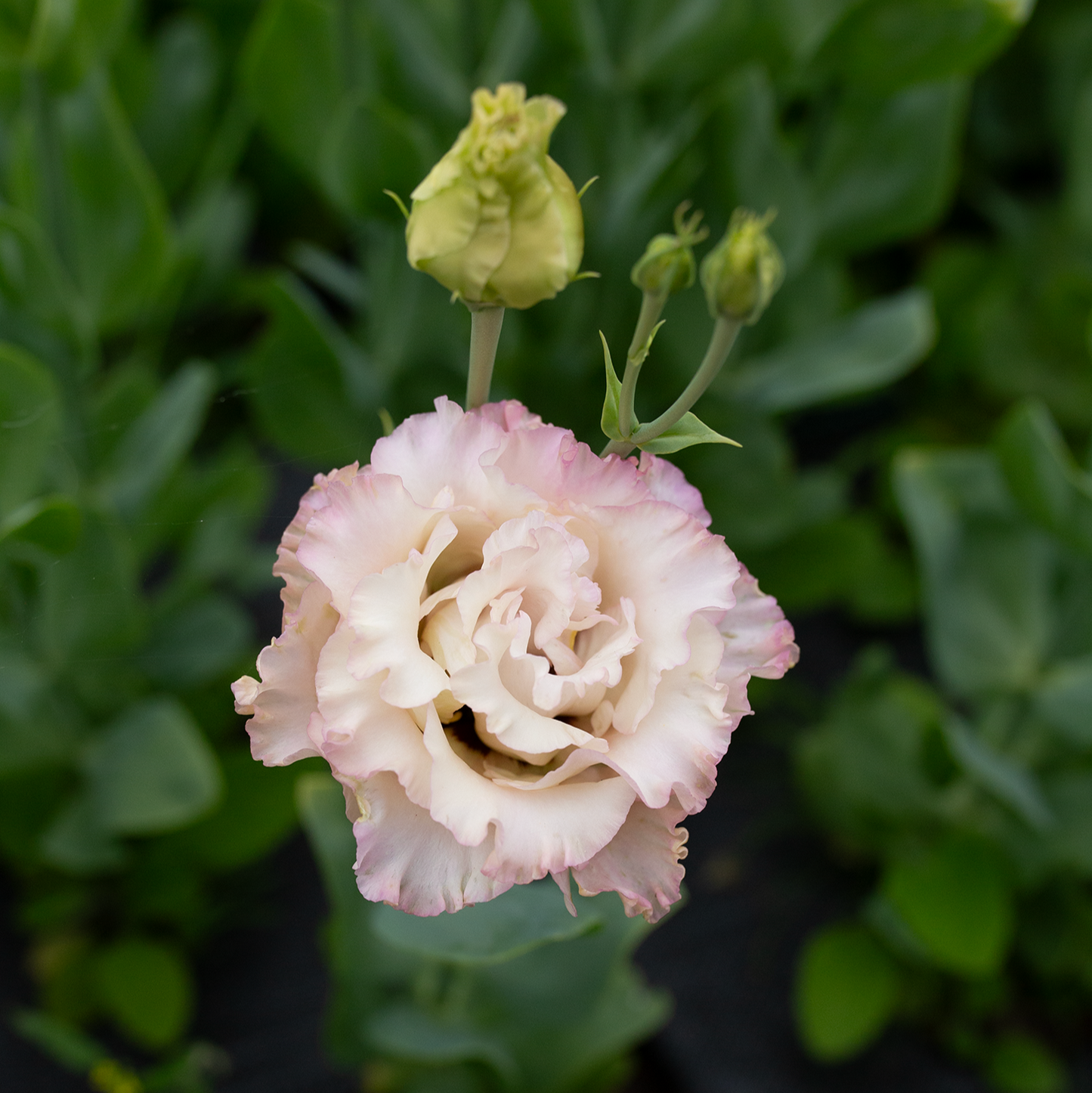 Lisianthus 'Madonna'