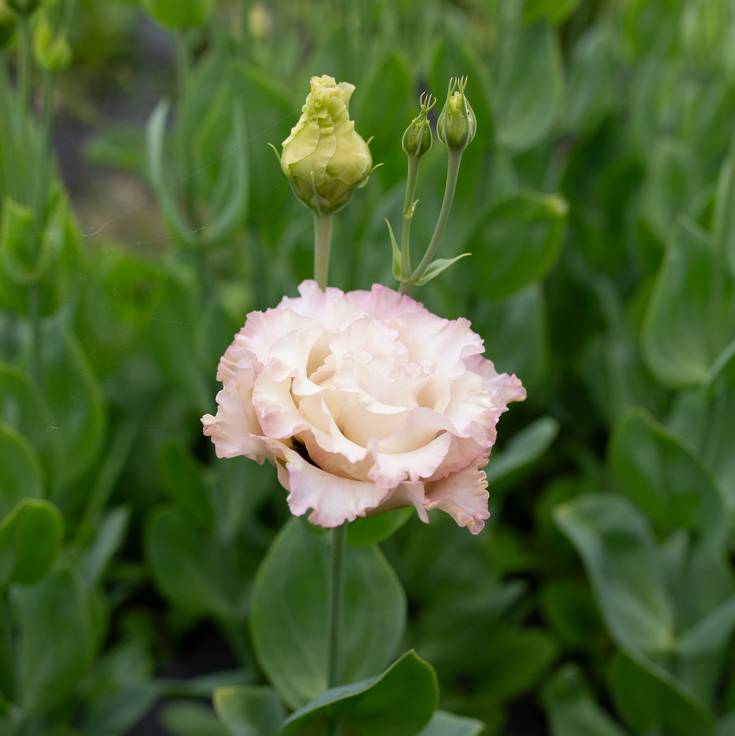 Lisianthus 'Madonna'