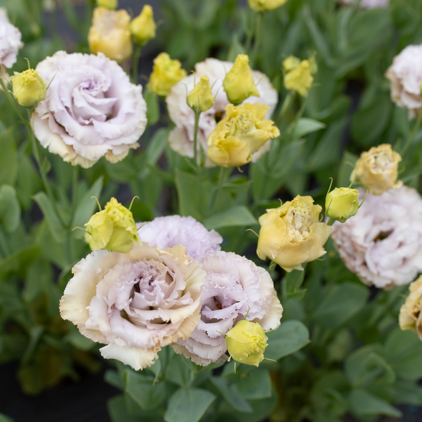 Lisianthus 'Blue Château'