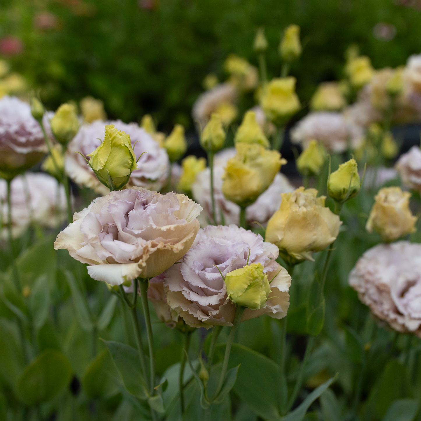 Lisianthus 'Blue Château'
