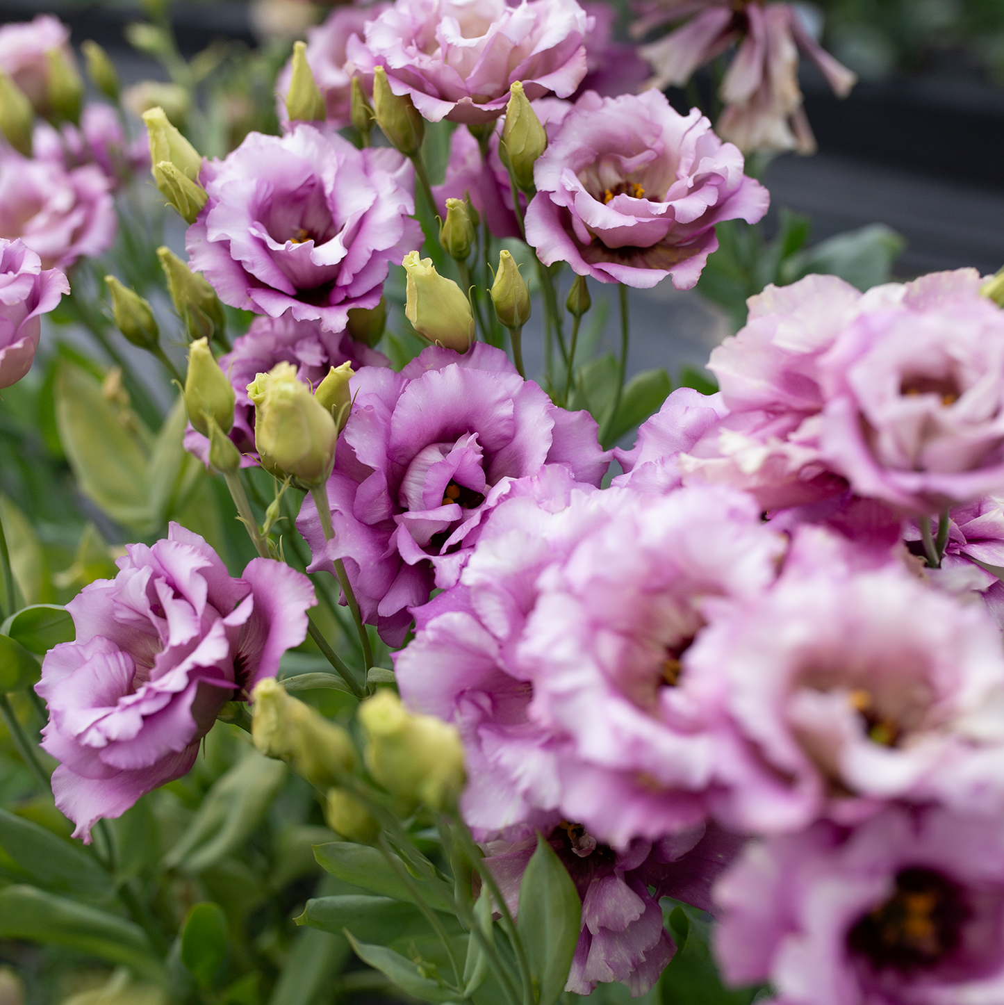Lisianthus 'Wine'