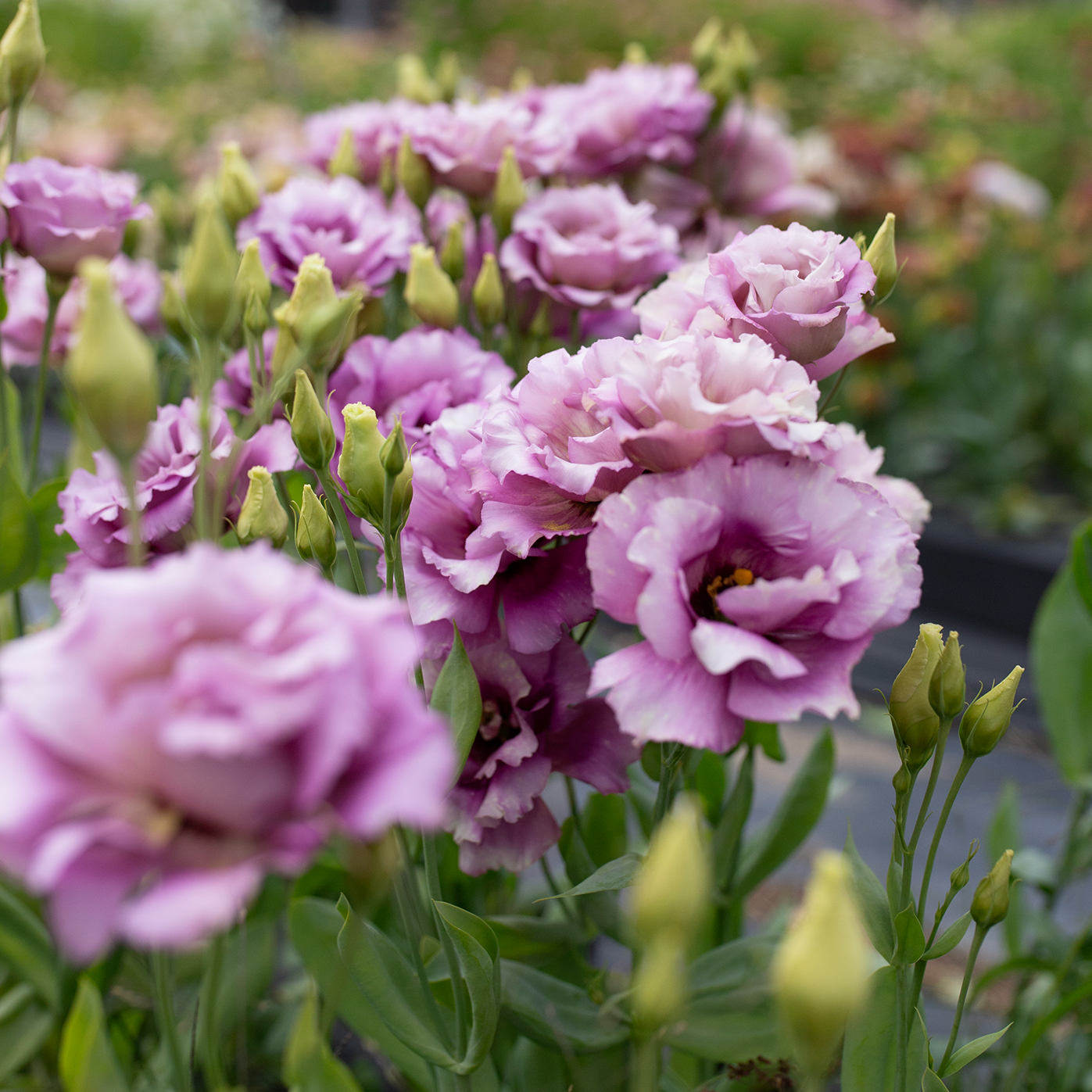 Lisianthus 'Wine'
