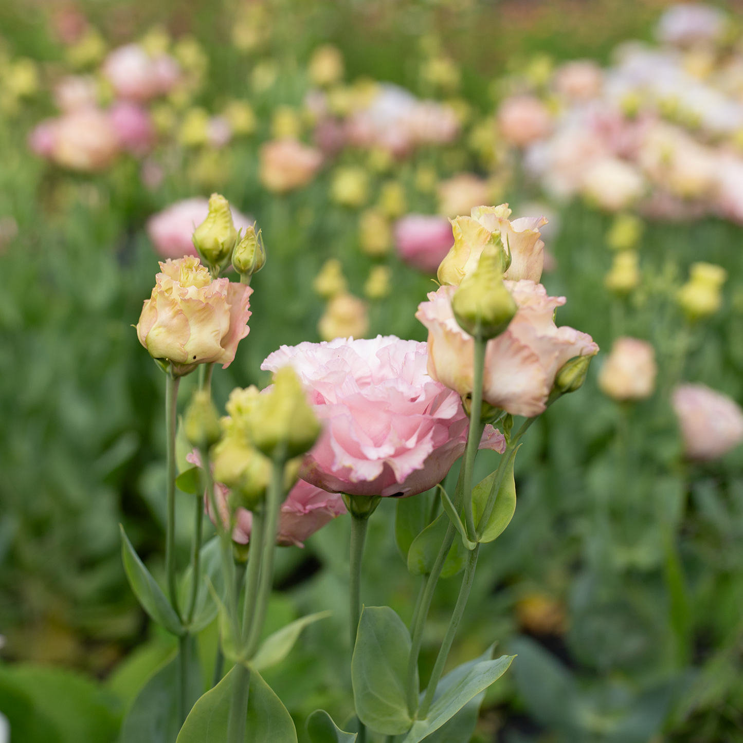 Lisianthus 'Madonna'
