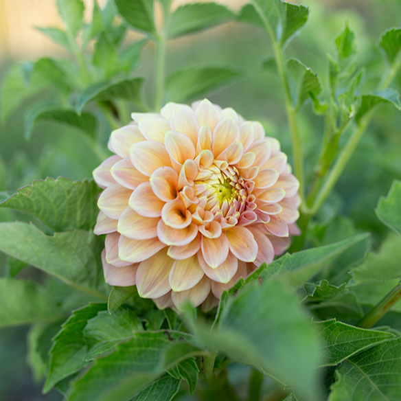 Dahlia 'Peachy Parade'