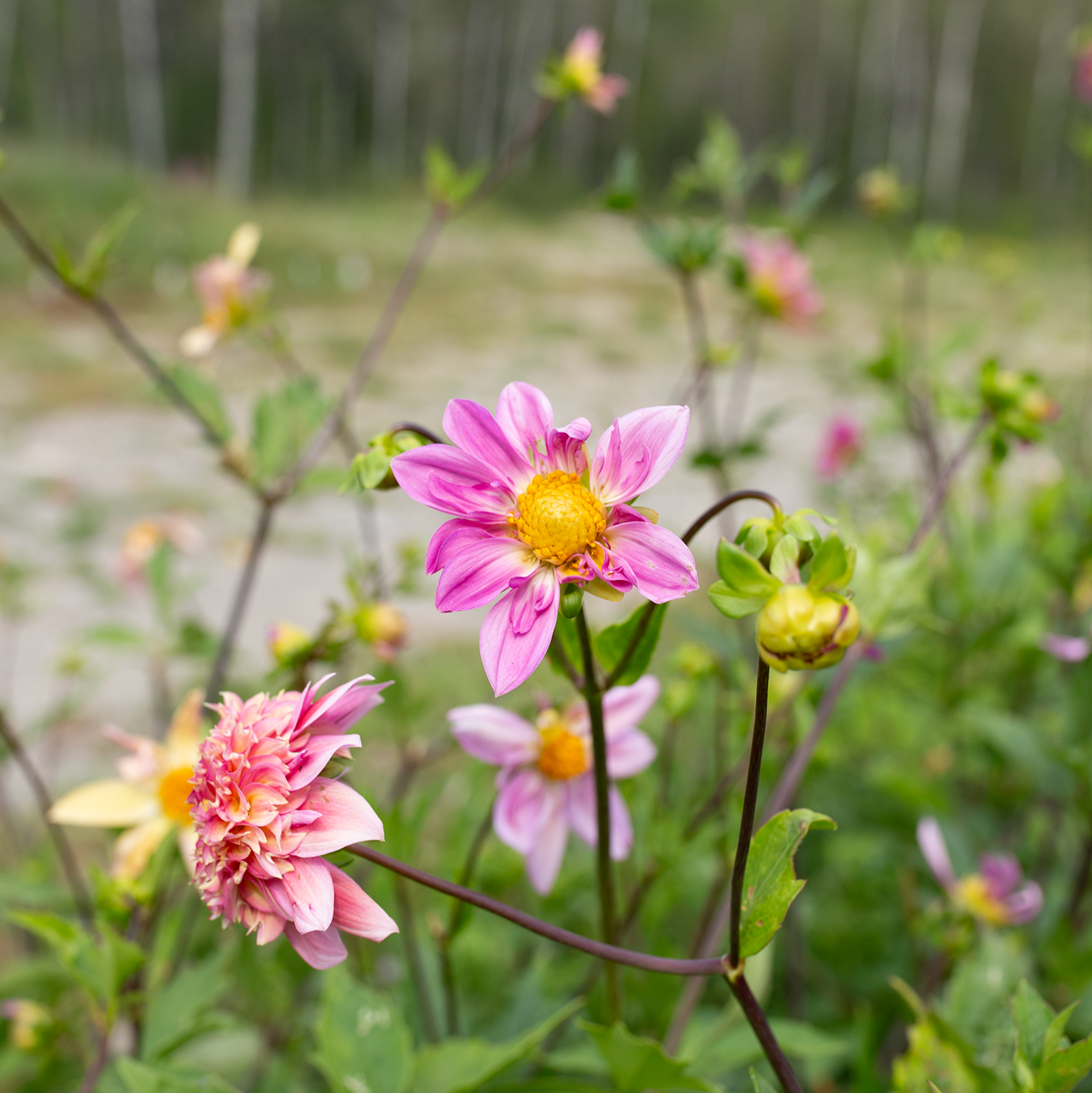 Dahlia 'Petal Spells'