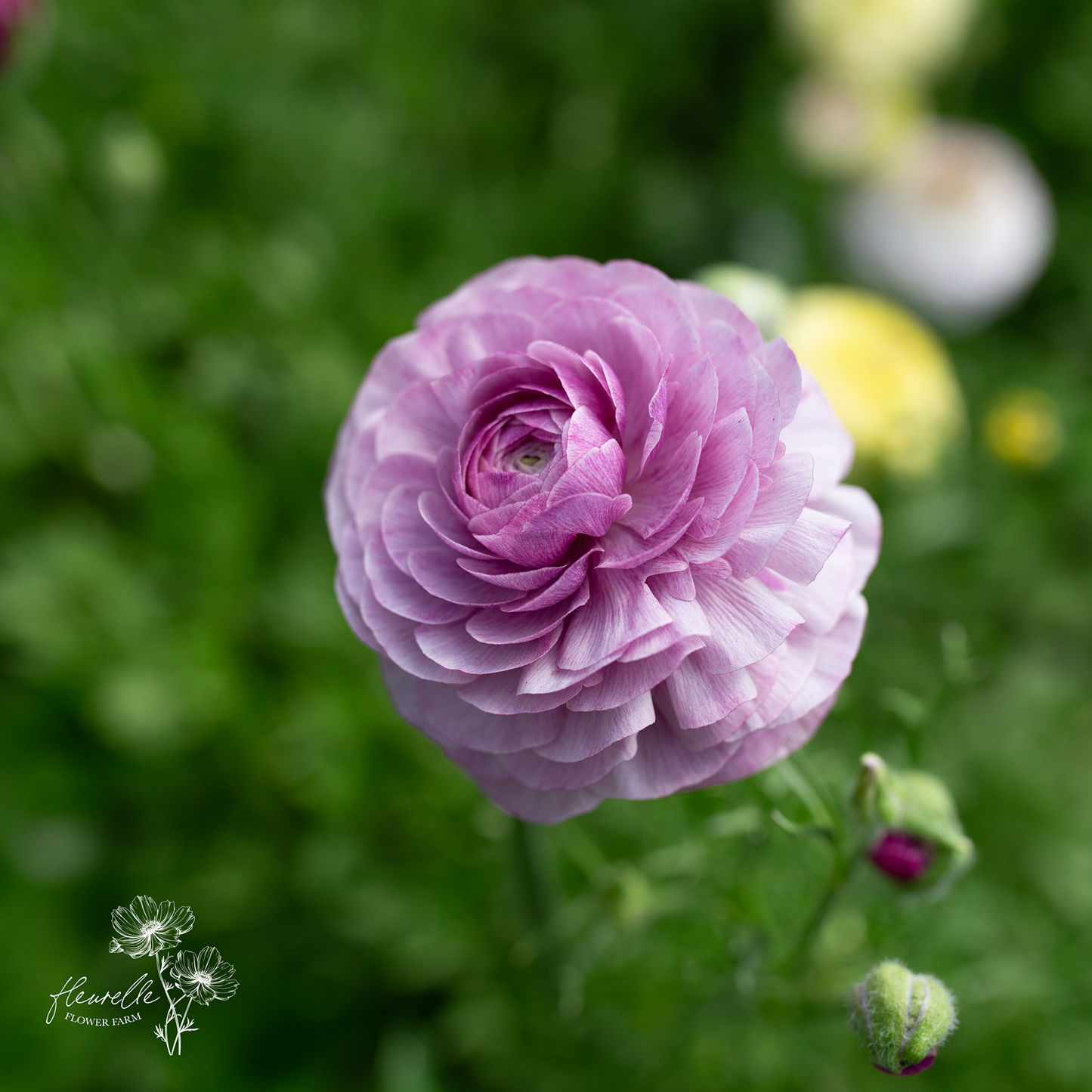 Ranunculus 'Purple Jean'