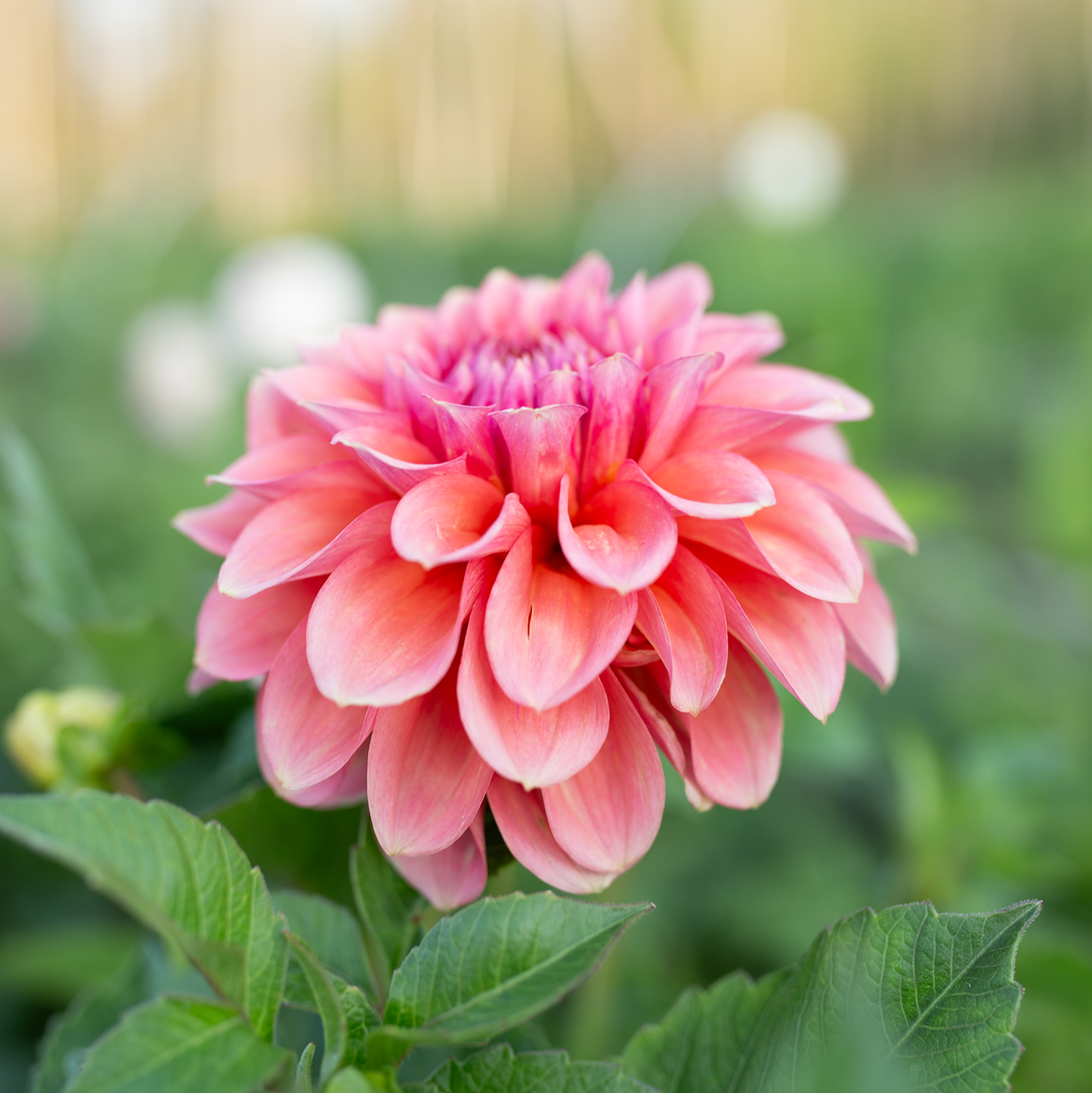 Dahlia 'RM Pink Sugar'
