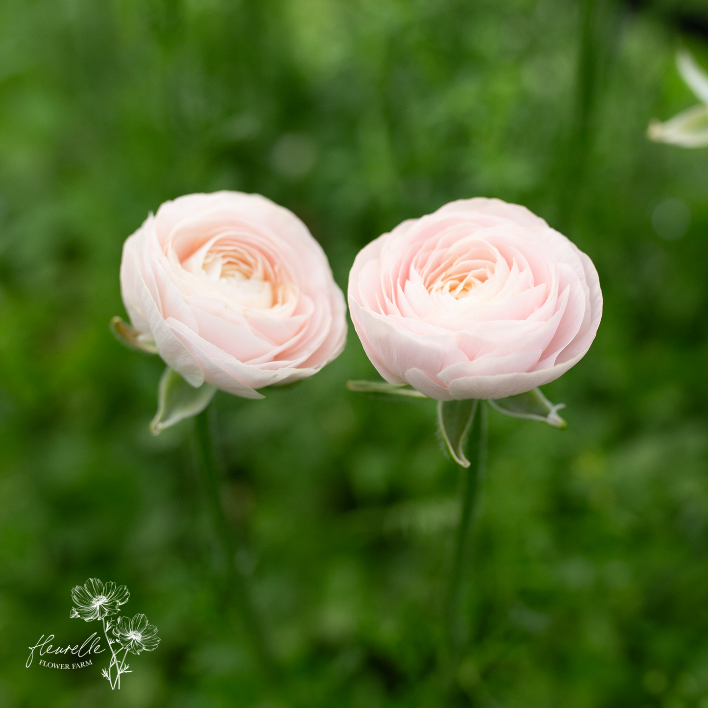 Ranunculus 'Chamallow'