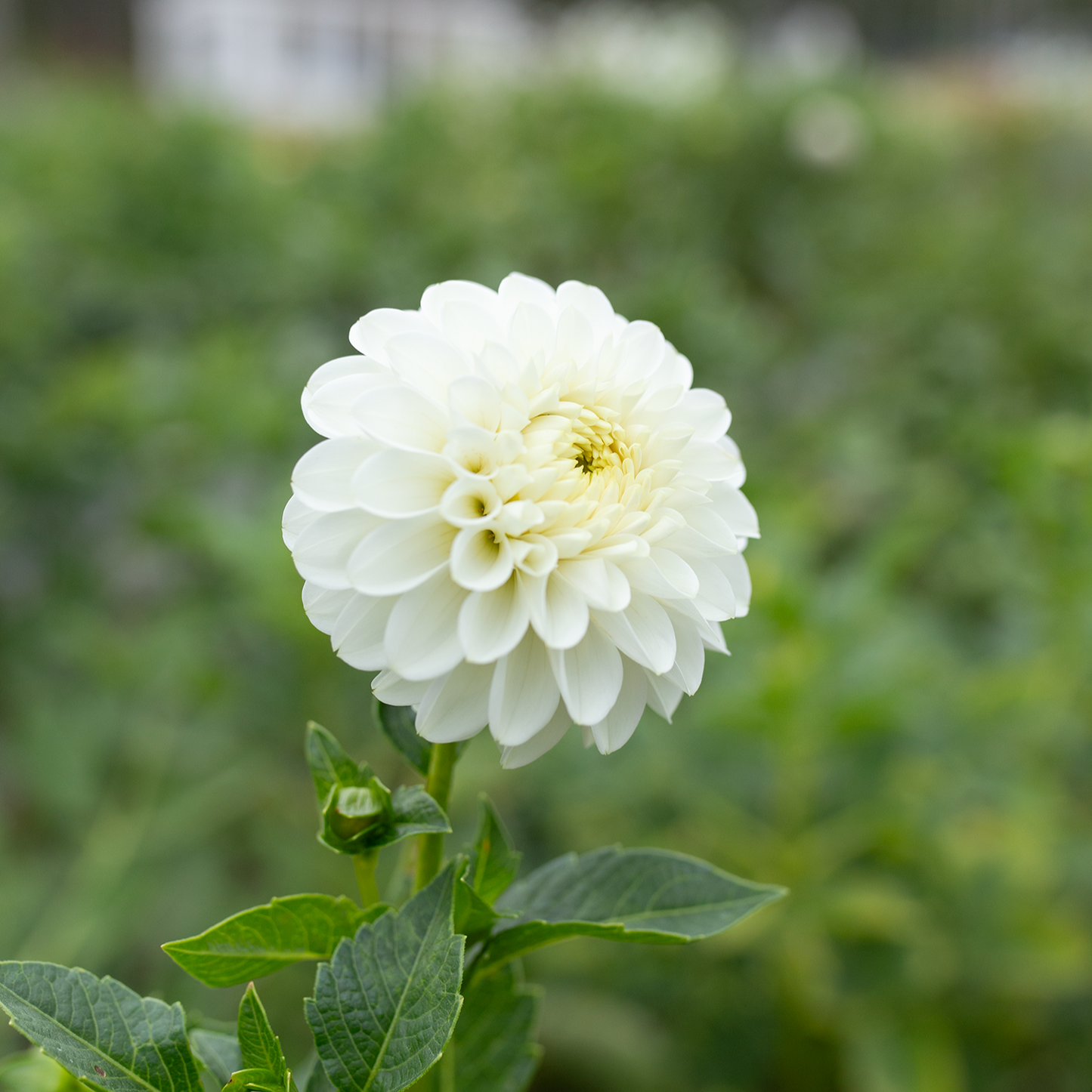 Dahlia 'Robann Pristine'