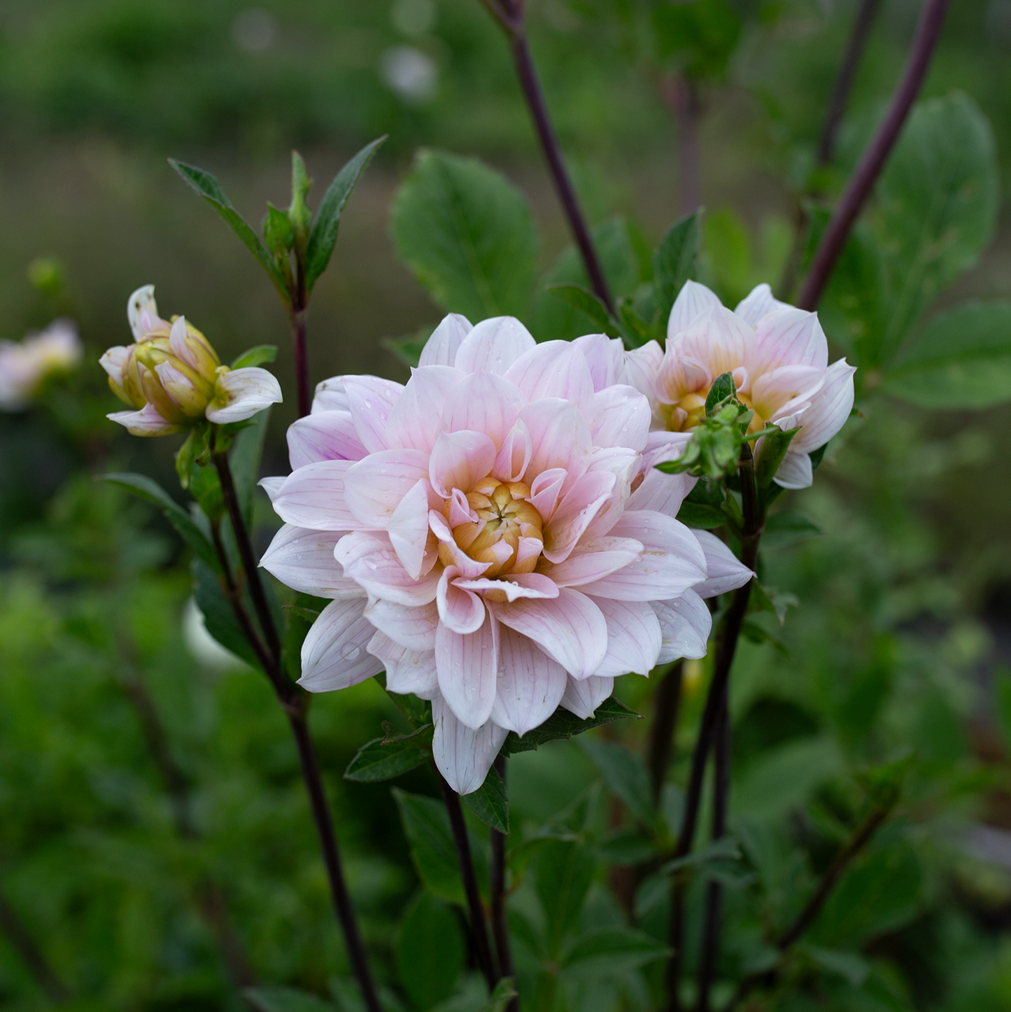 Dahlia 'Skeena Eve'