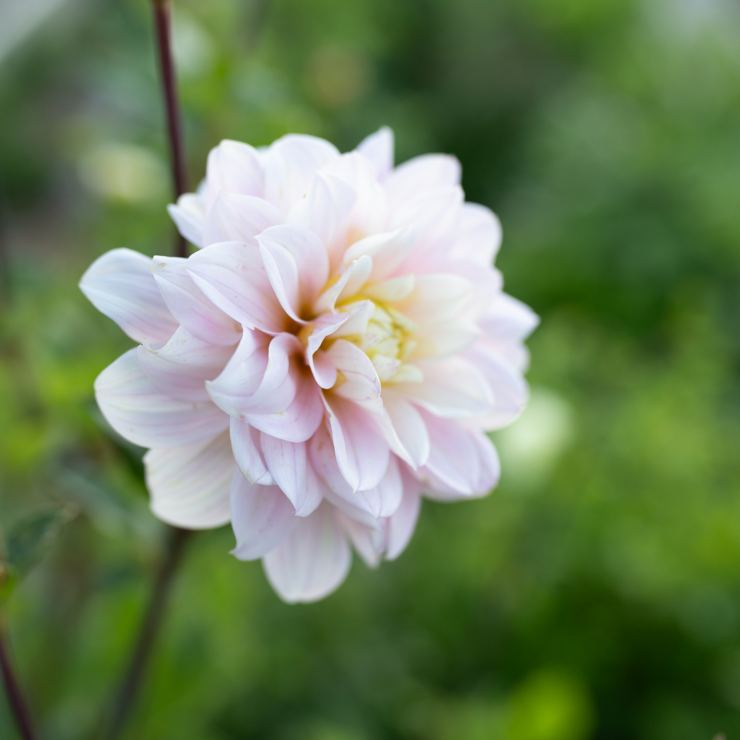 Dahlia 'Skeena Eve'