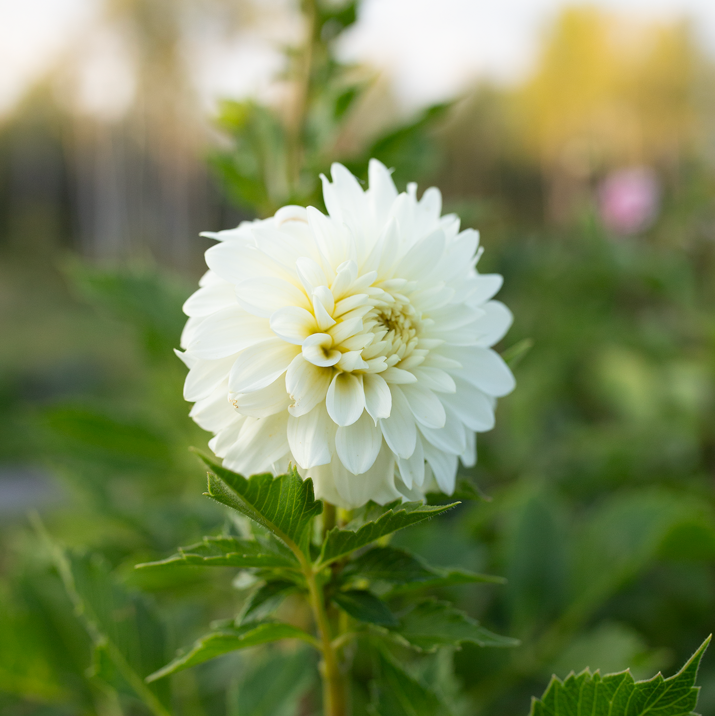 Dahlia 'Skipley Frost'