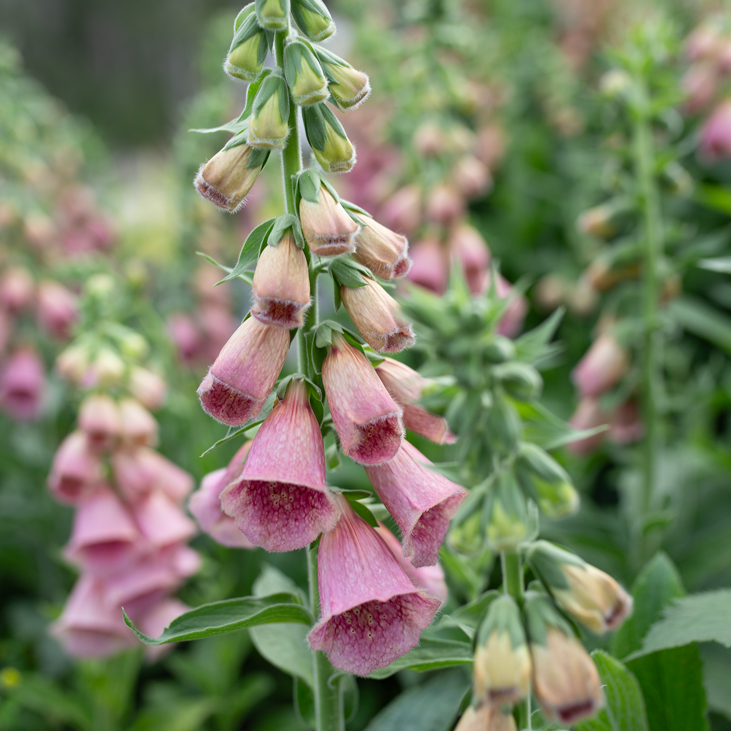 strawberry foxglove seeds Foxglove 'Strawberry'