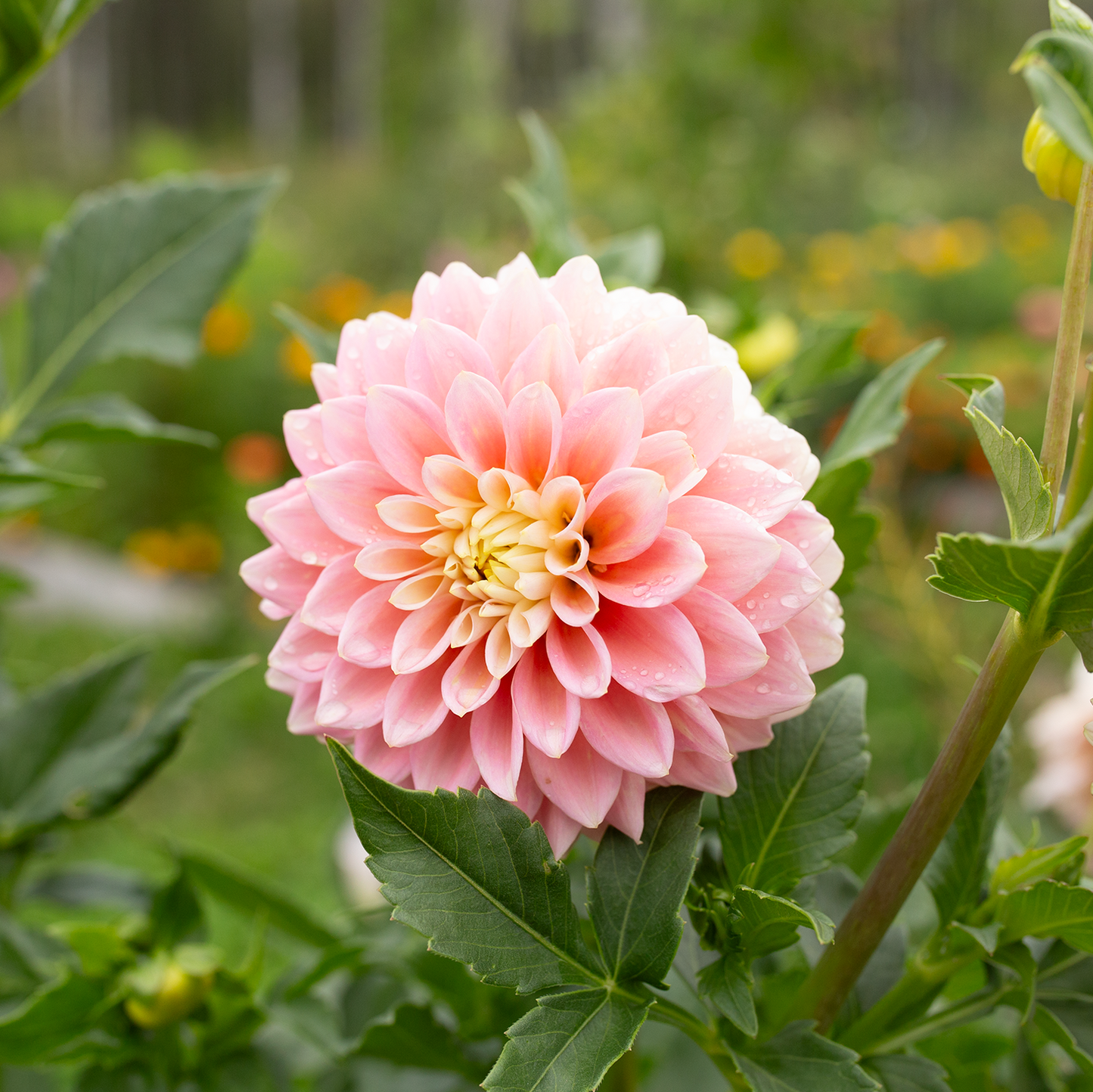 Dahlia 'Sugartown Sunrise'