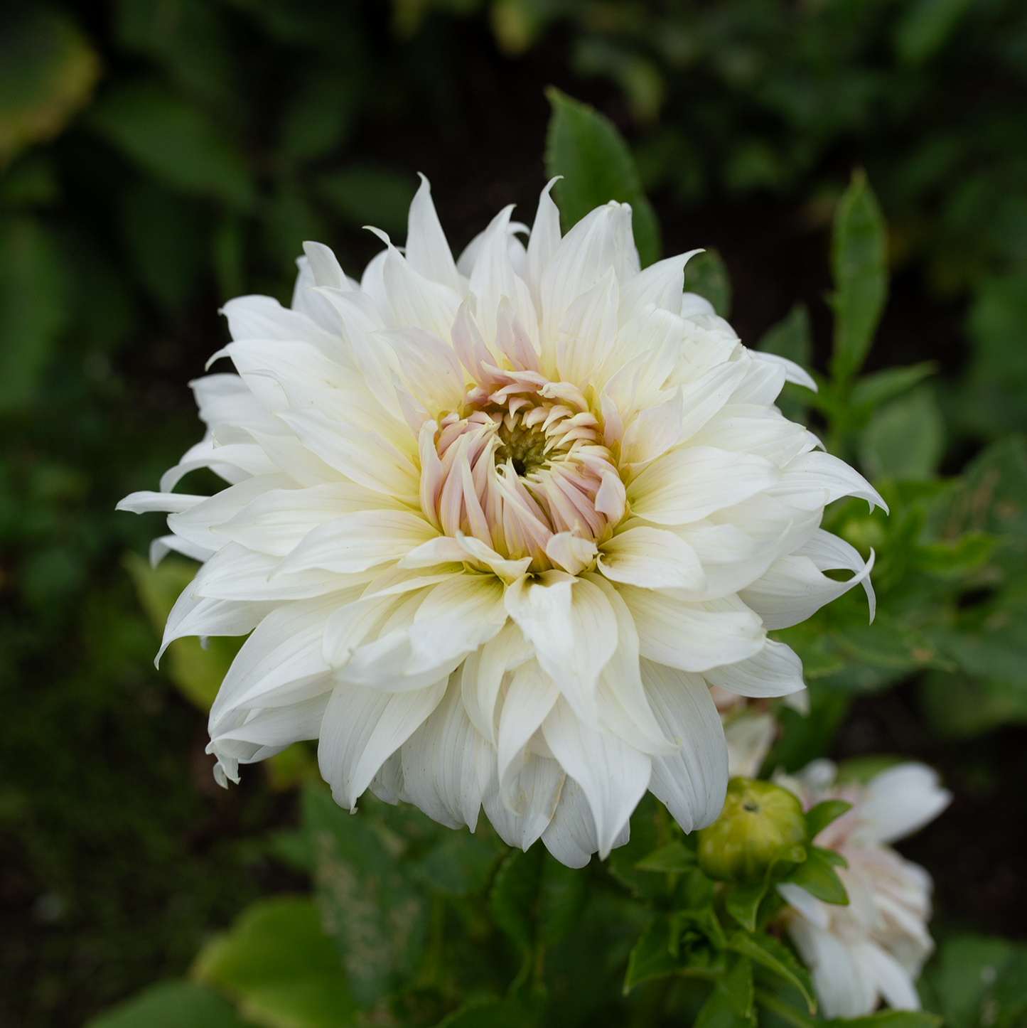 Dahlia 'Van Isle Mist'