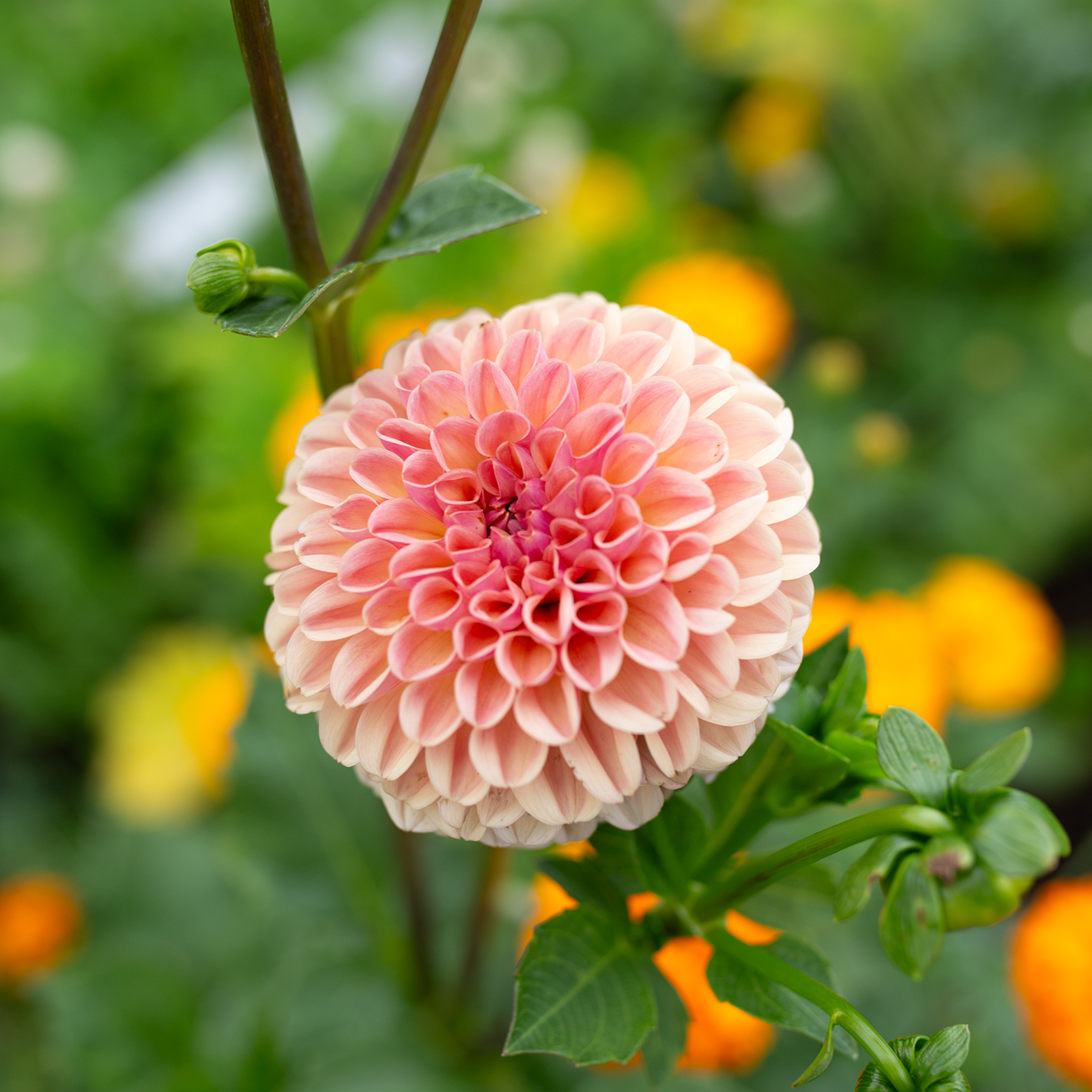 Dahlia 'Valley Tawny'