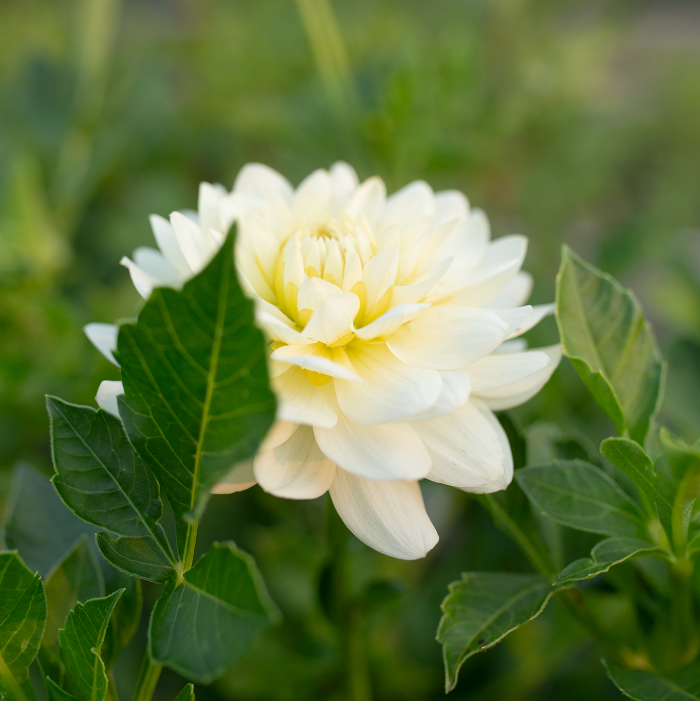 Dahlia 'Van Isle Cirrus'